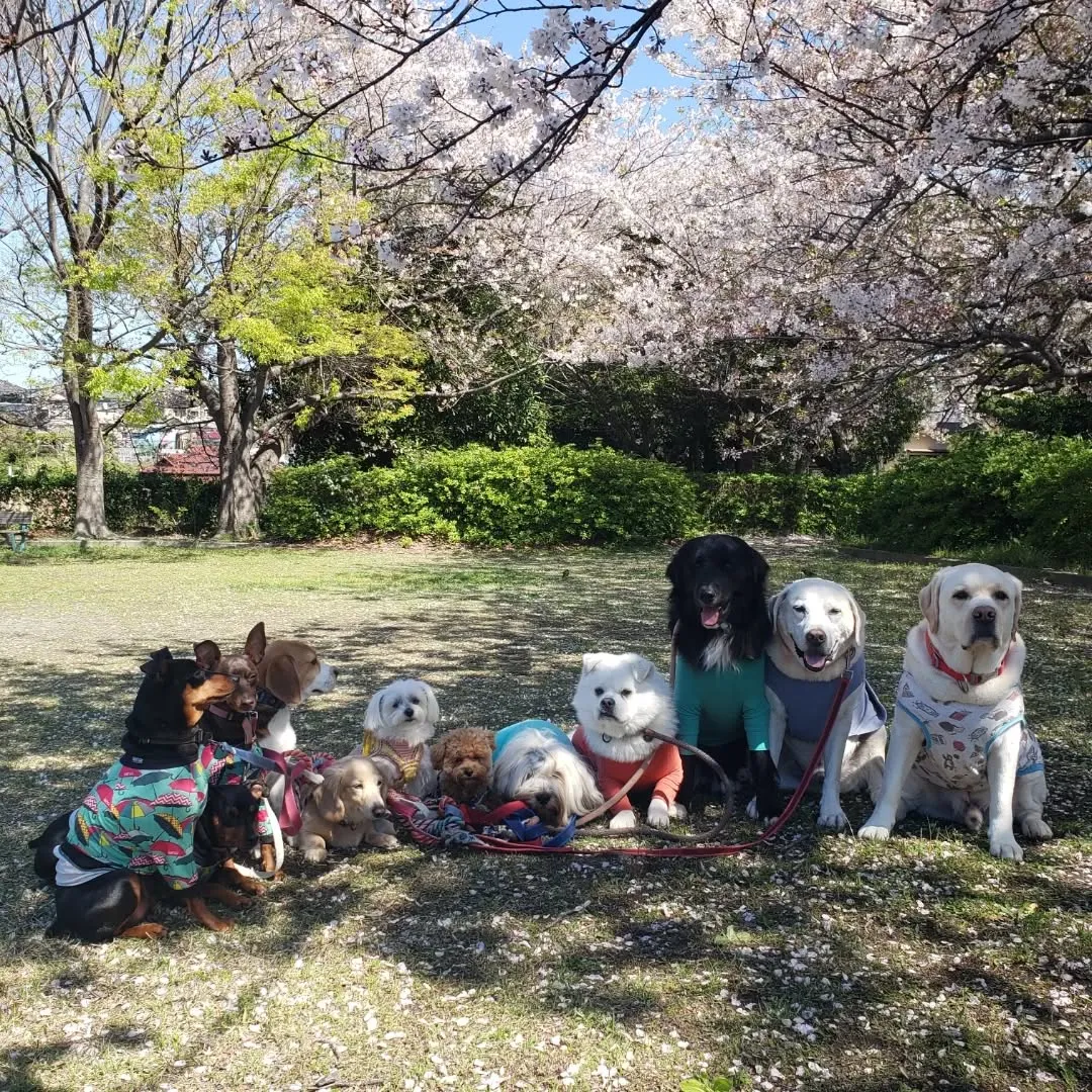 朝はみんなでお散歩へ🎵