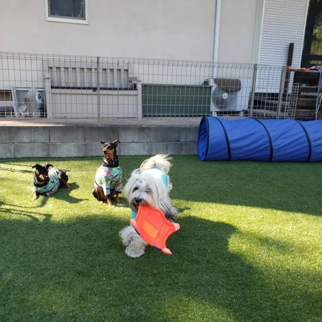 朝はみんなでお散歩へ🎵