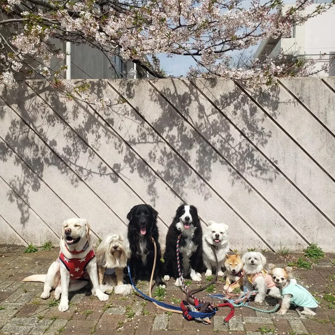 朝はお散歩へ🎵