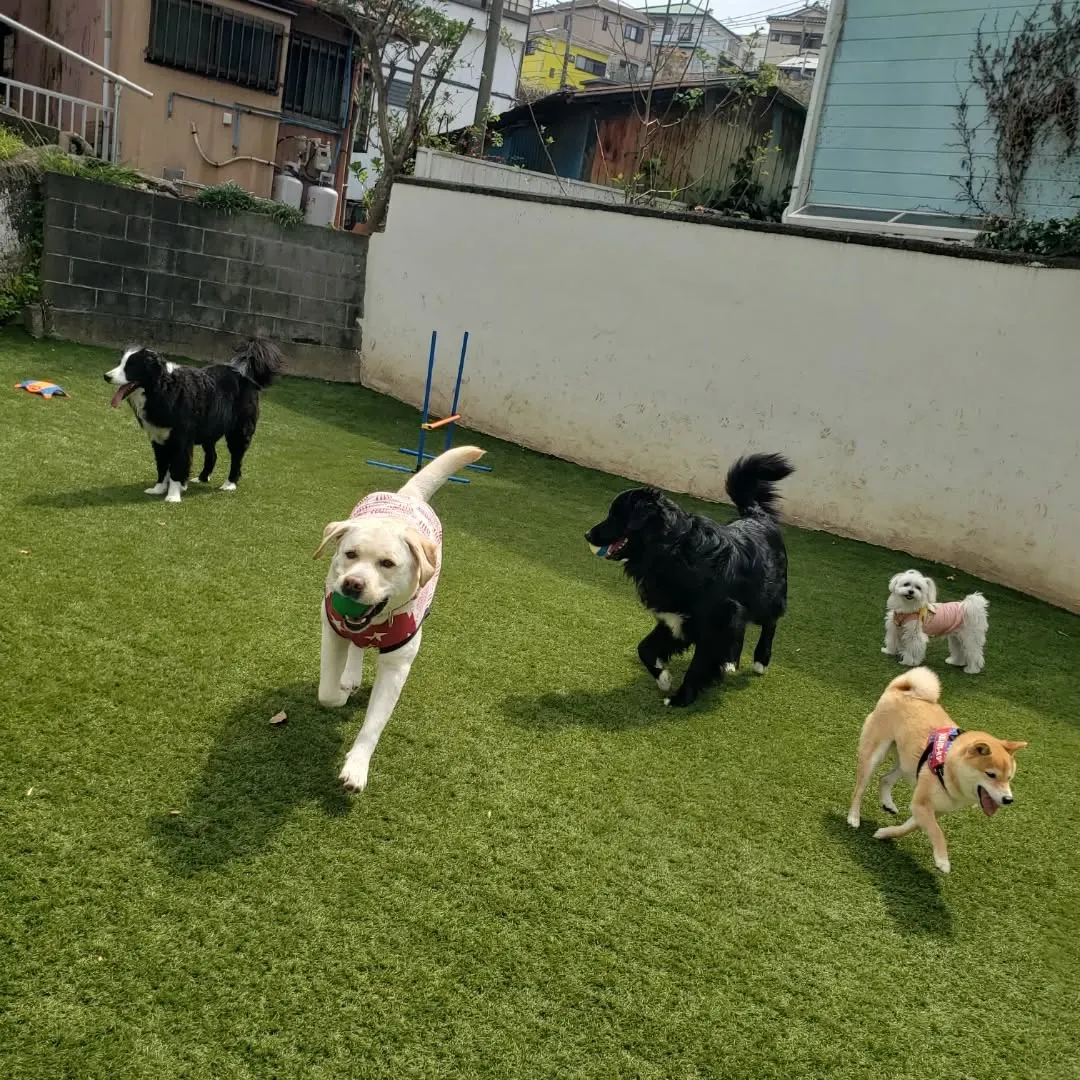 朝はお散歩へ🎵