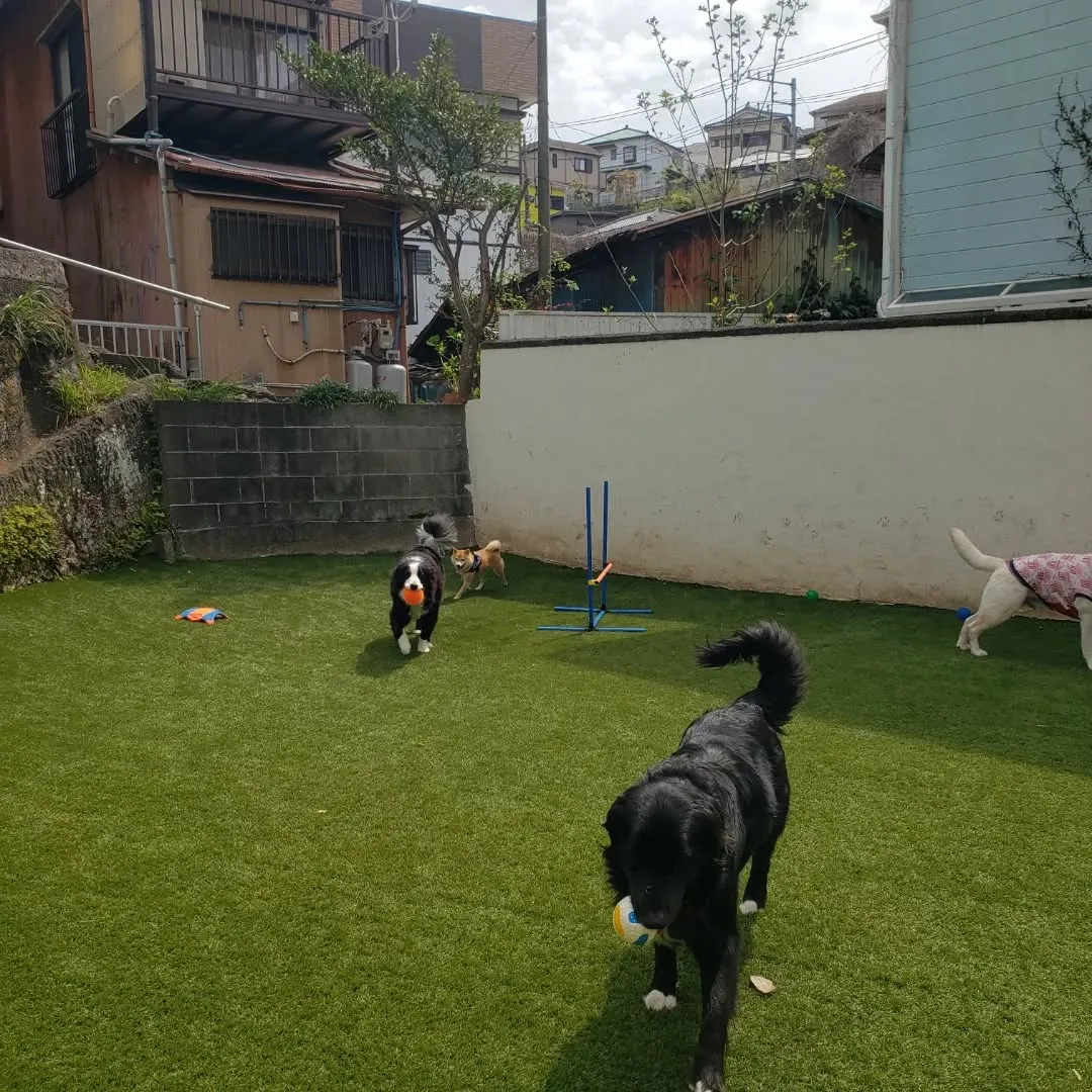 朝はお散歩へ🎵