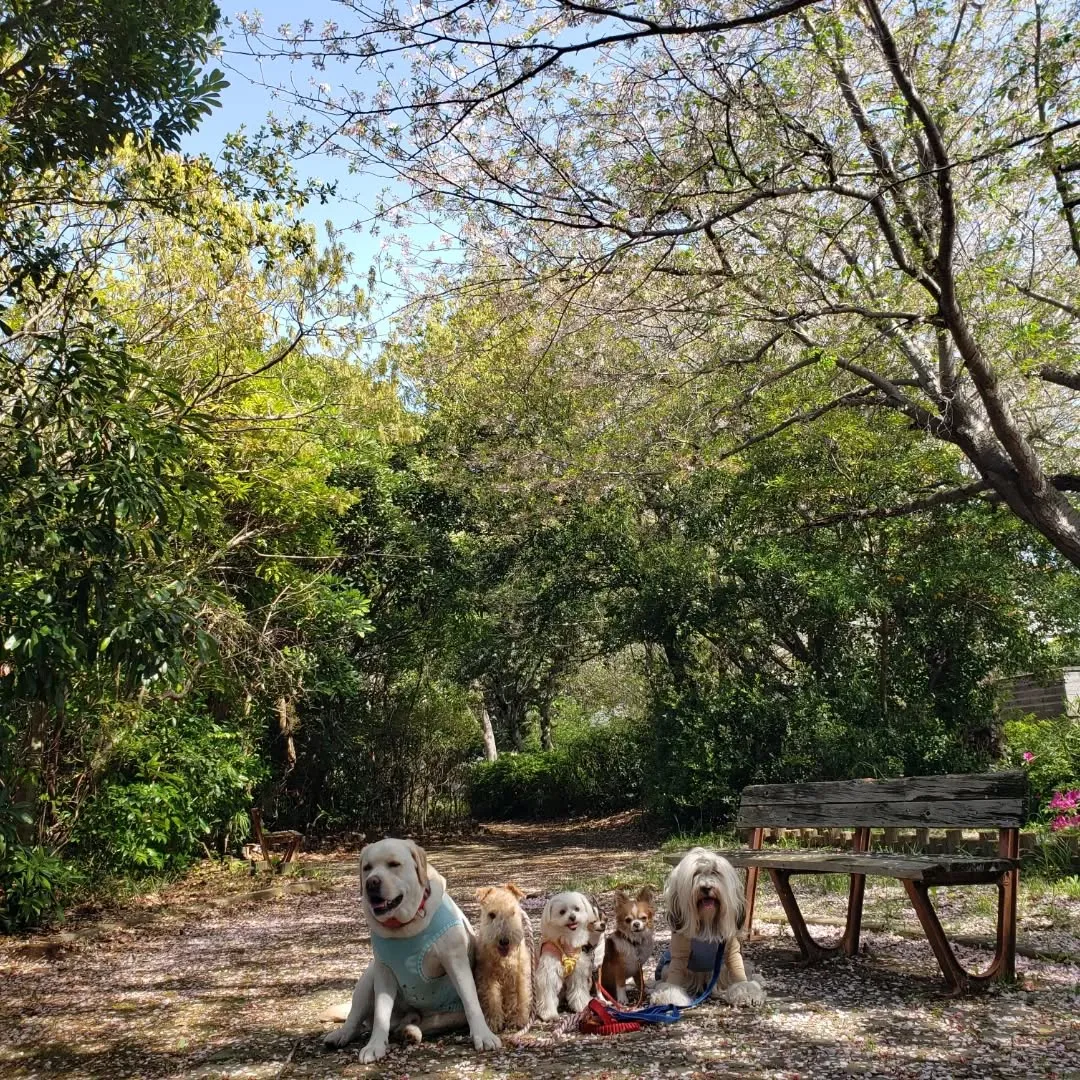 桜も葉桜に代わり地面は桜のじゅうたんに😊