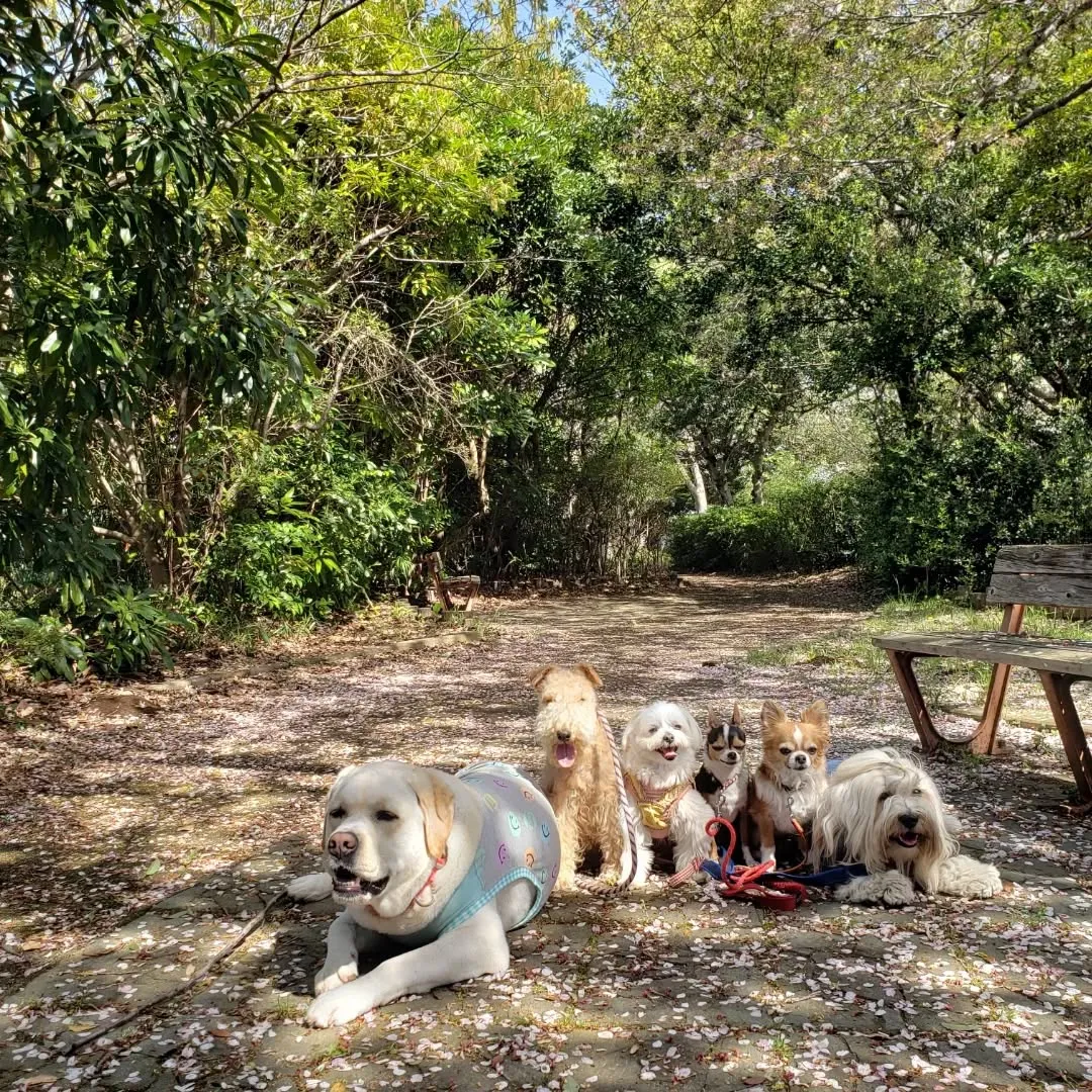 桜も葉桜に代わり地面は桜のじゅうたんに😊