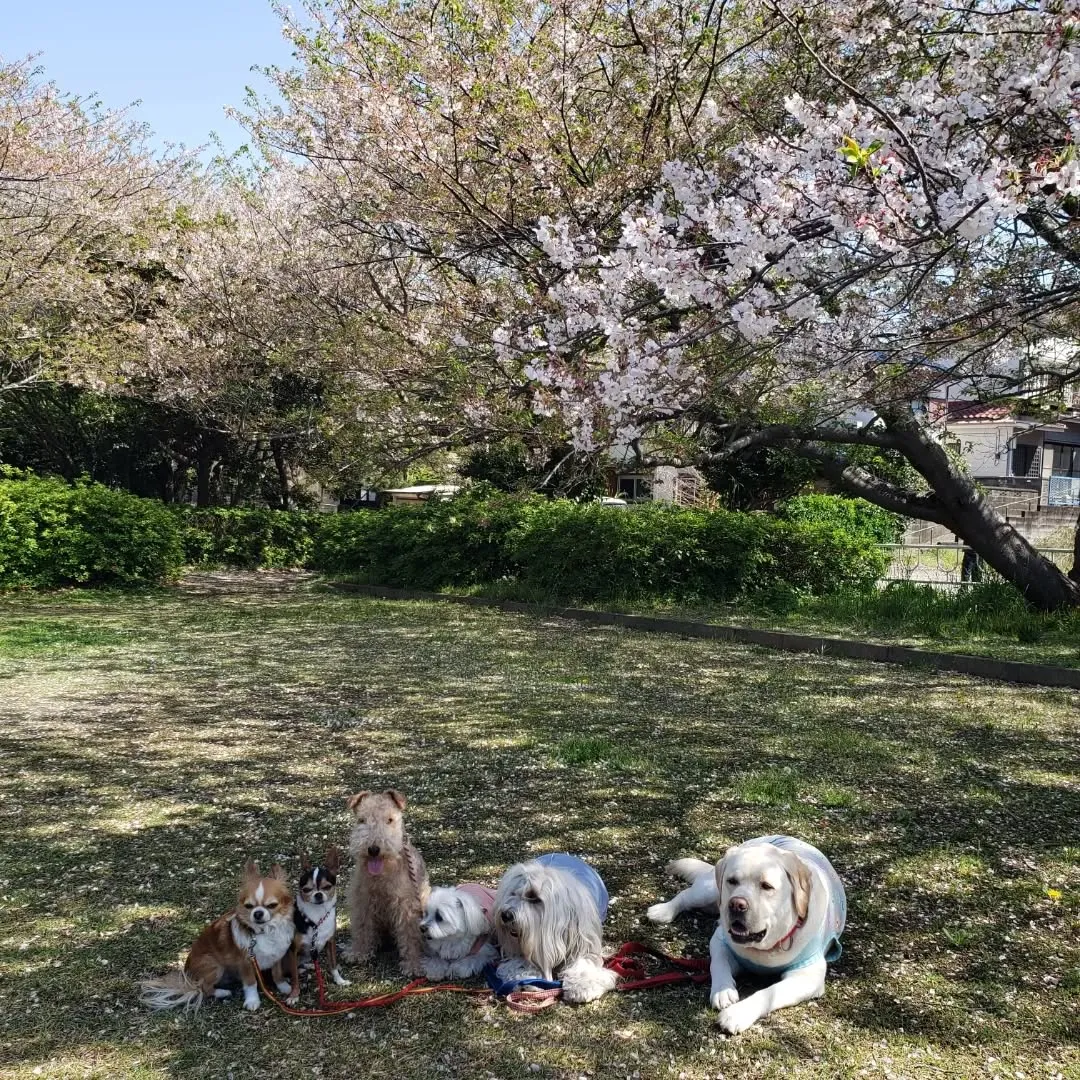 桜も葉桜に代わり地面は桜のじゅうたんに😊