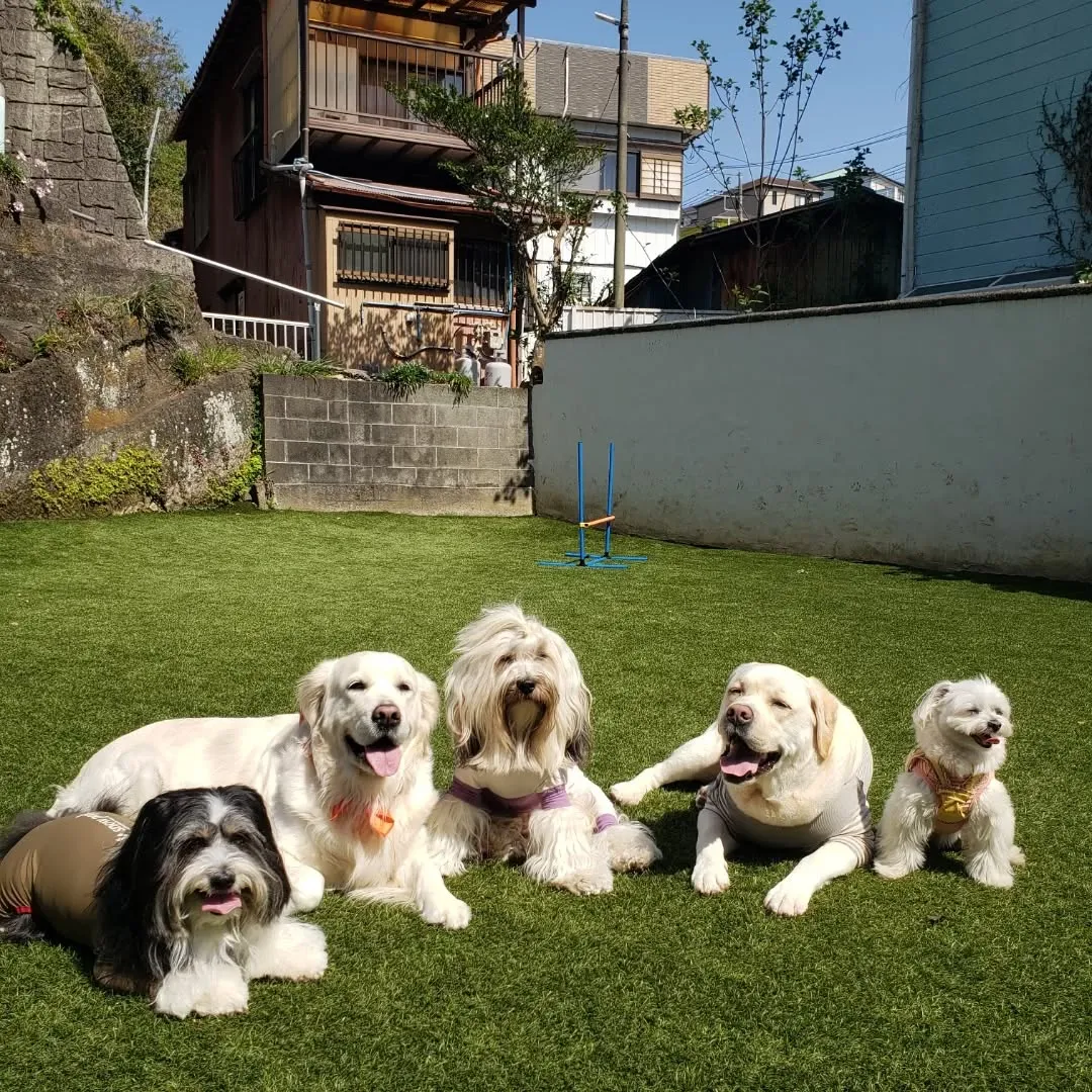 ランで遊ぶわんこさん♥️
