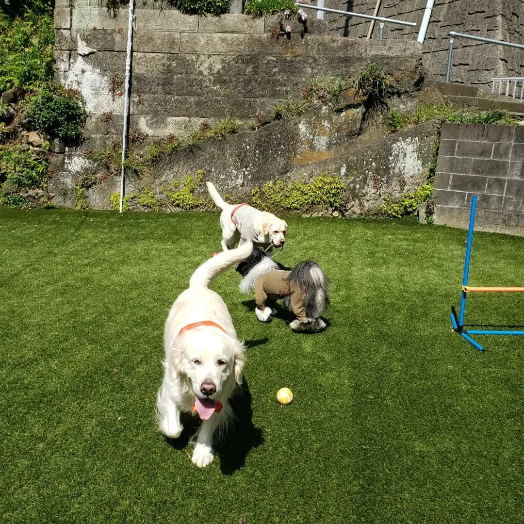 ランで遊ぶわんこさん♥️