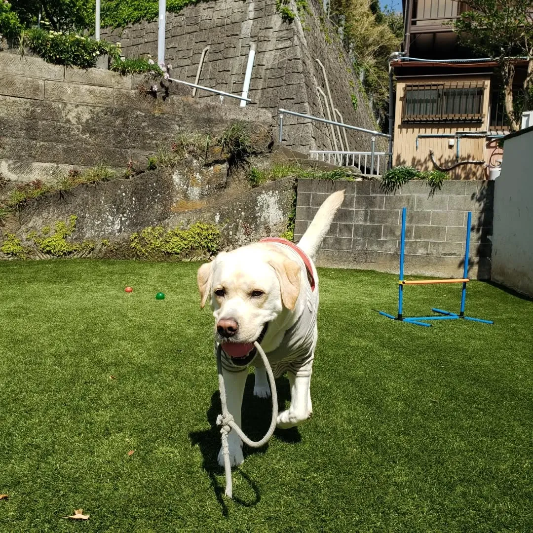 ランで遊ぶわんこさん♥️