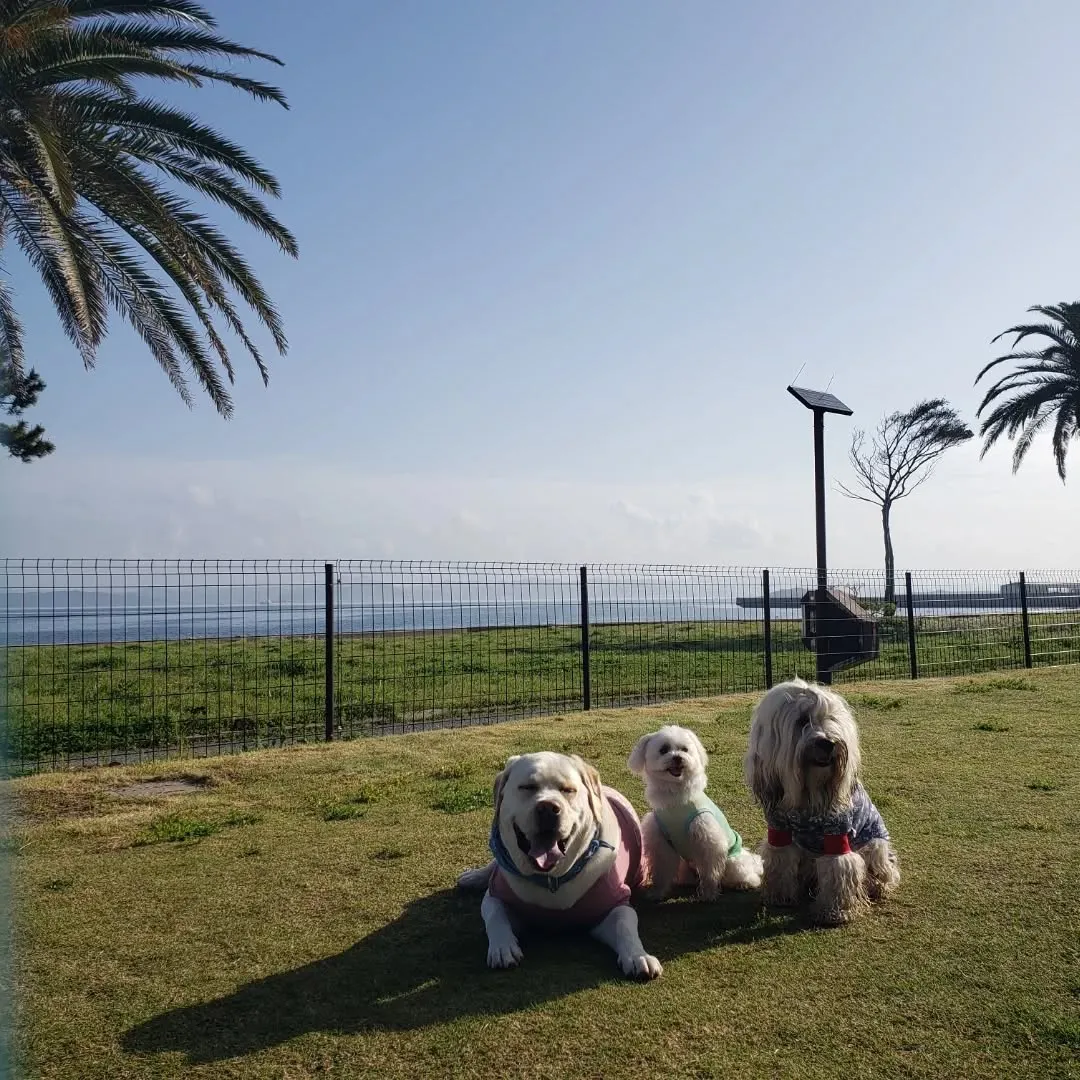 朝起きてお散歩行ってランでひと遊び💓