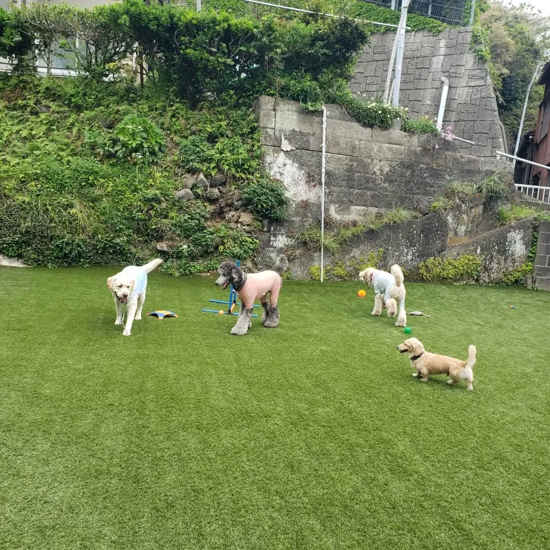 お散歩へ行った後ランで遊ぶわんこさん♥️