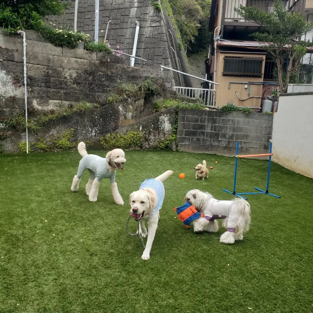 お散歩へ行った後ランで遊ぶわんこさん♥️