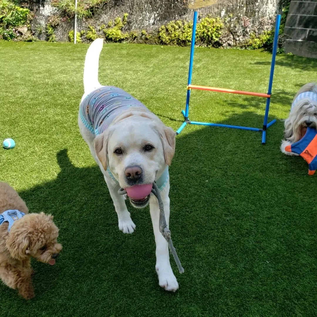 春になったばかりですがもう暑い😅