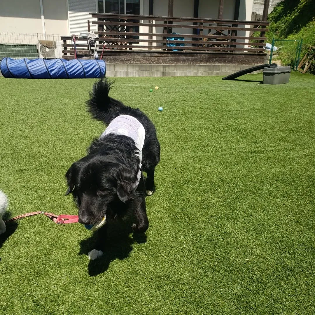 春になったばかりですがもう暑い😅