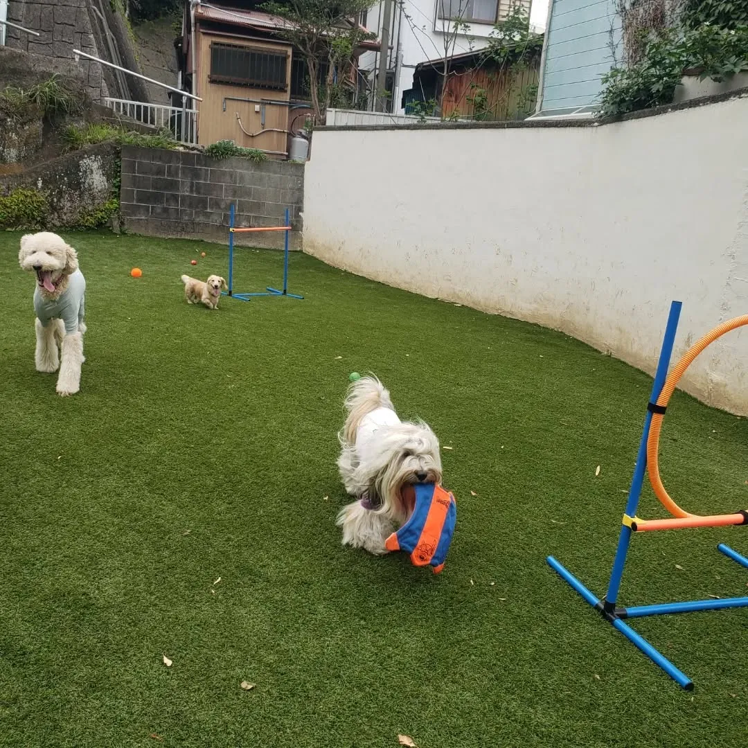 お散歩へ行った後ランで遊ぶわんこさん♥️