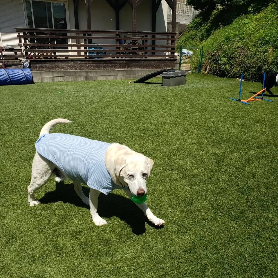 春になったばかりですがもう暑い😅