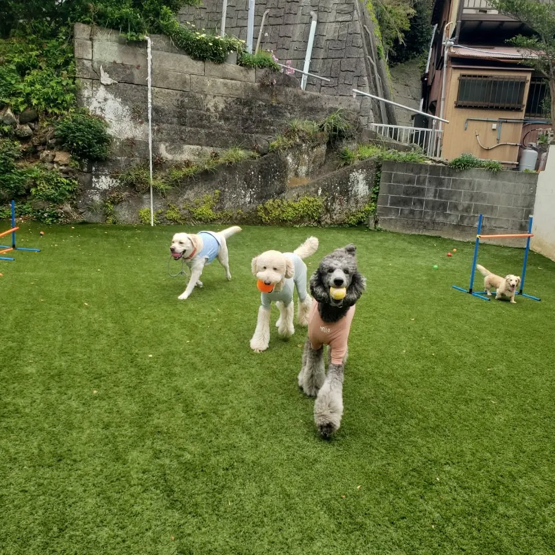 お散歩へ行った後ランで遊ぶわんこさん♥️