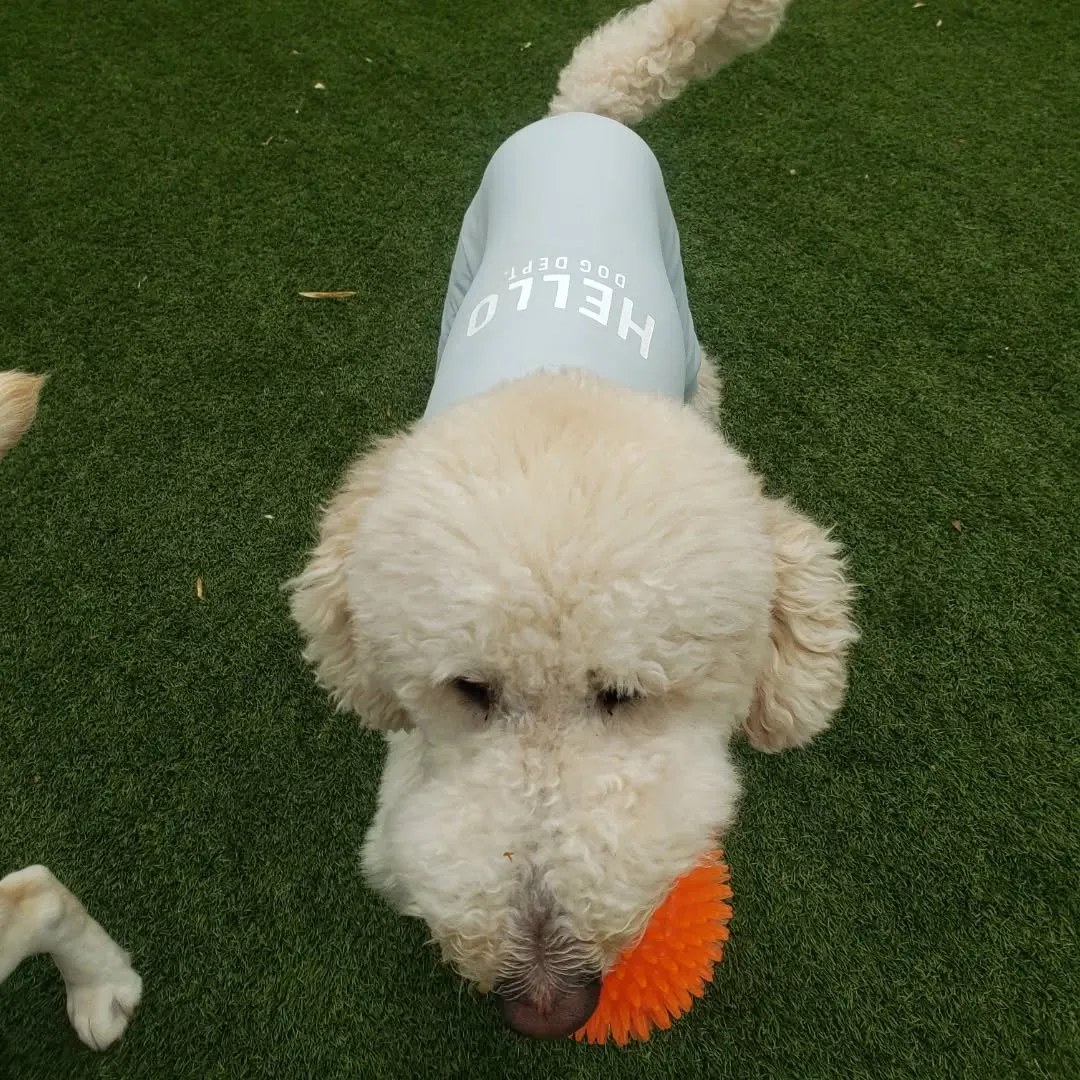 お散歩へ行った後ランで遊ぶわんこさん♥️