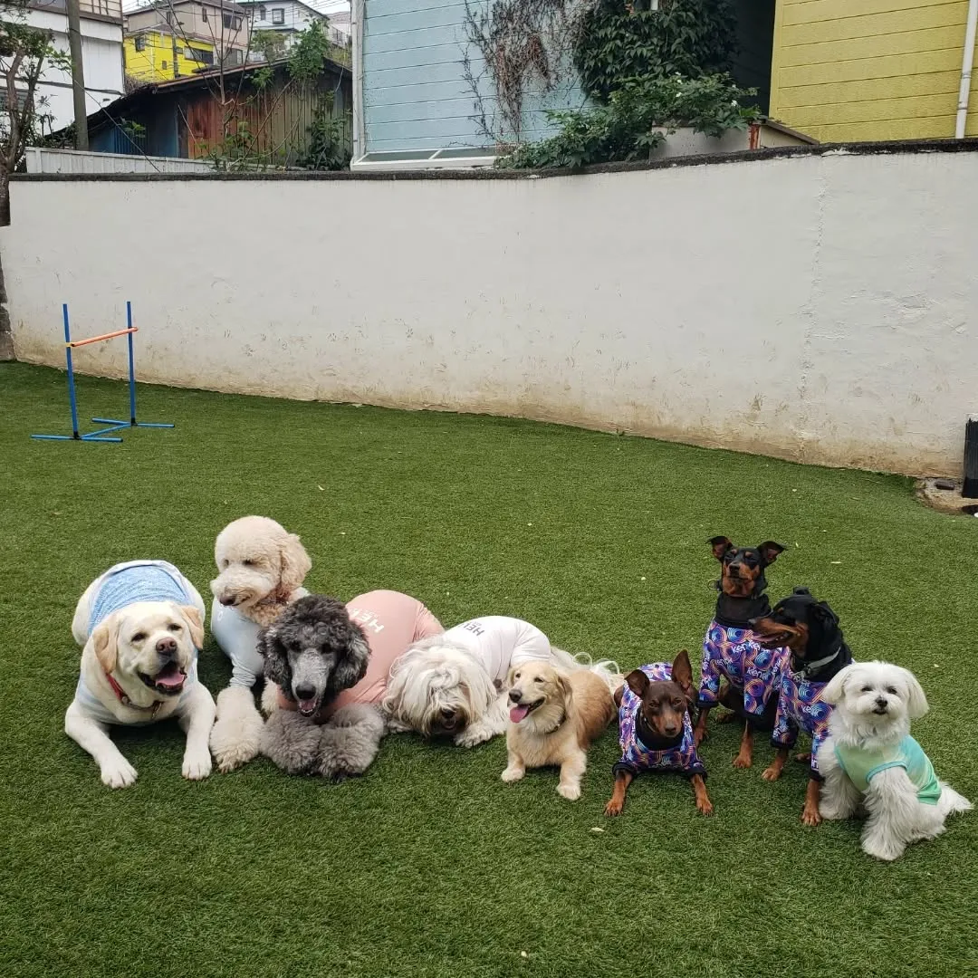 お散歩へ行った後ランで遊ぶわんこさん♥️