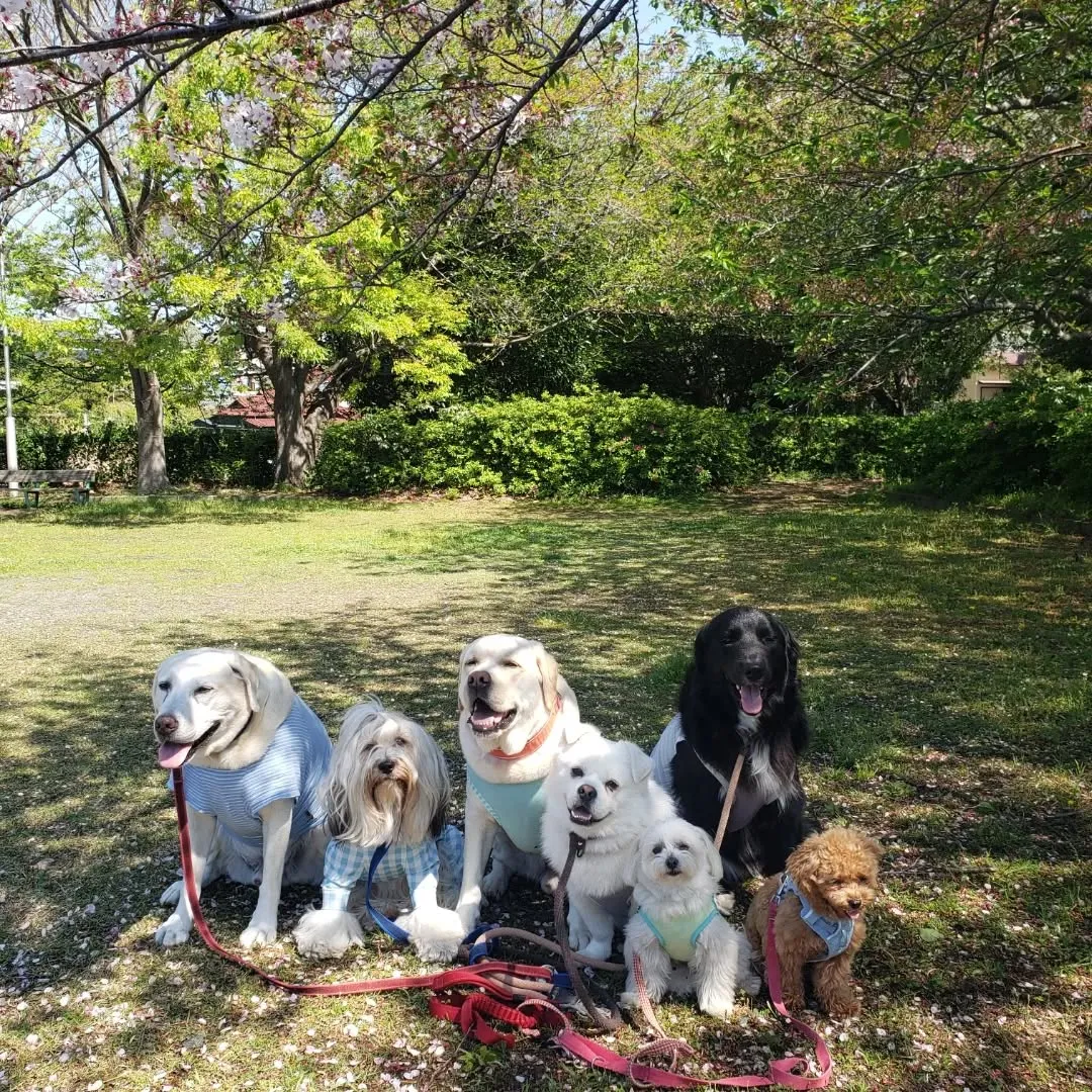 春になったばかりですがもう暑い😅