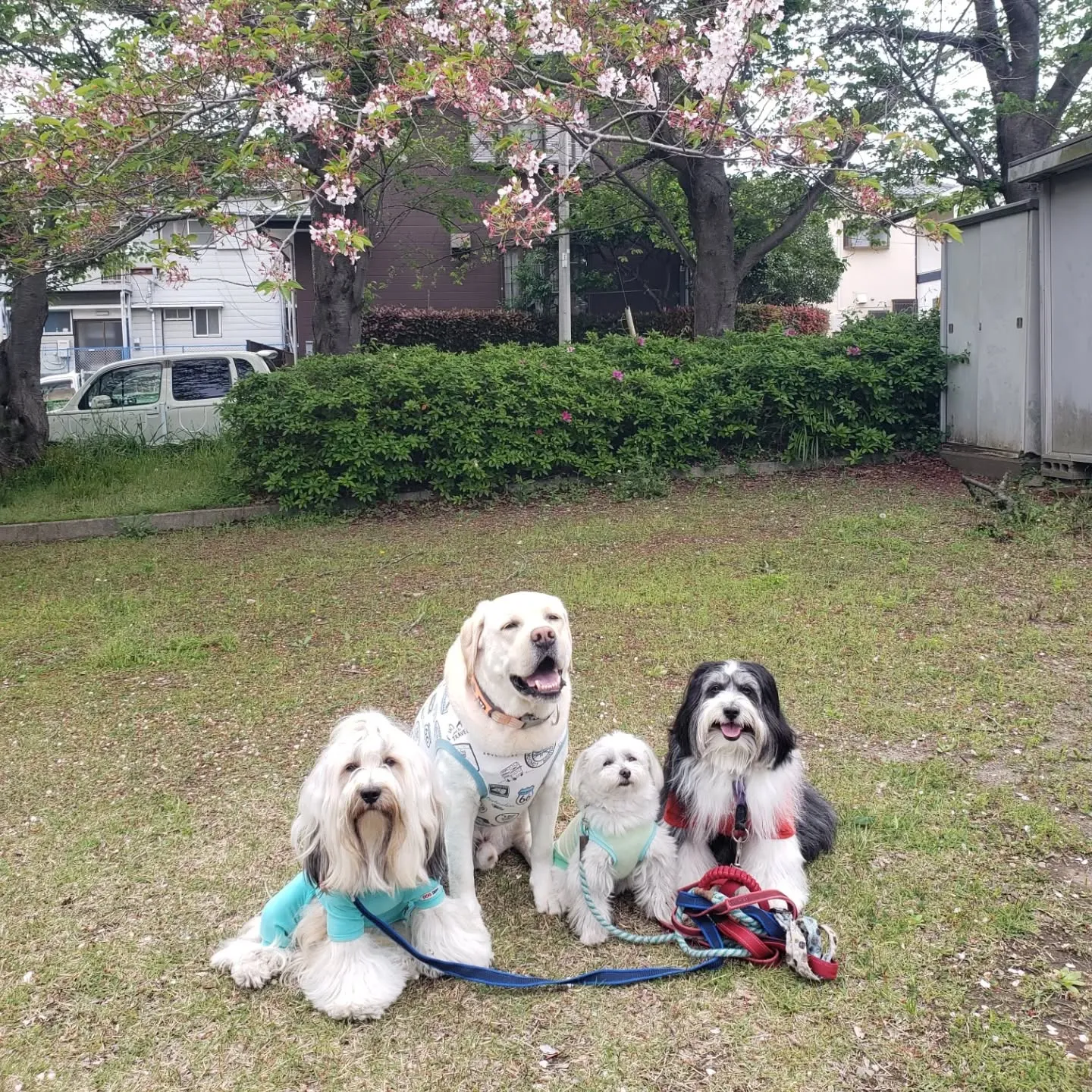 公園の桜もほとんど終わり一部だけ残っていたのでその前でパチリ...