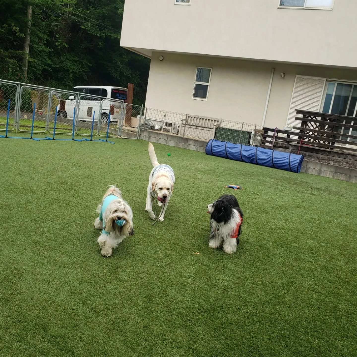 公園の桜もほとんど終わり一部だけ残っていたのでその前でパチリ...