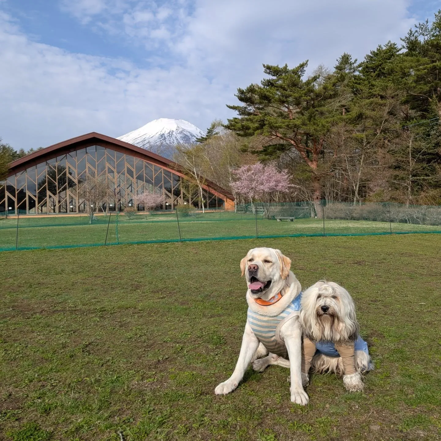 早朝お散歩へ🩷