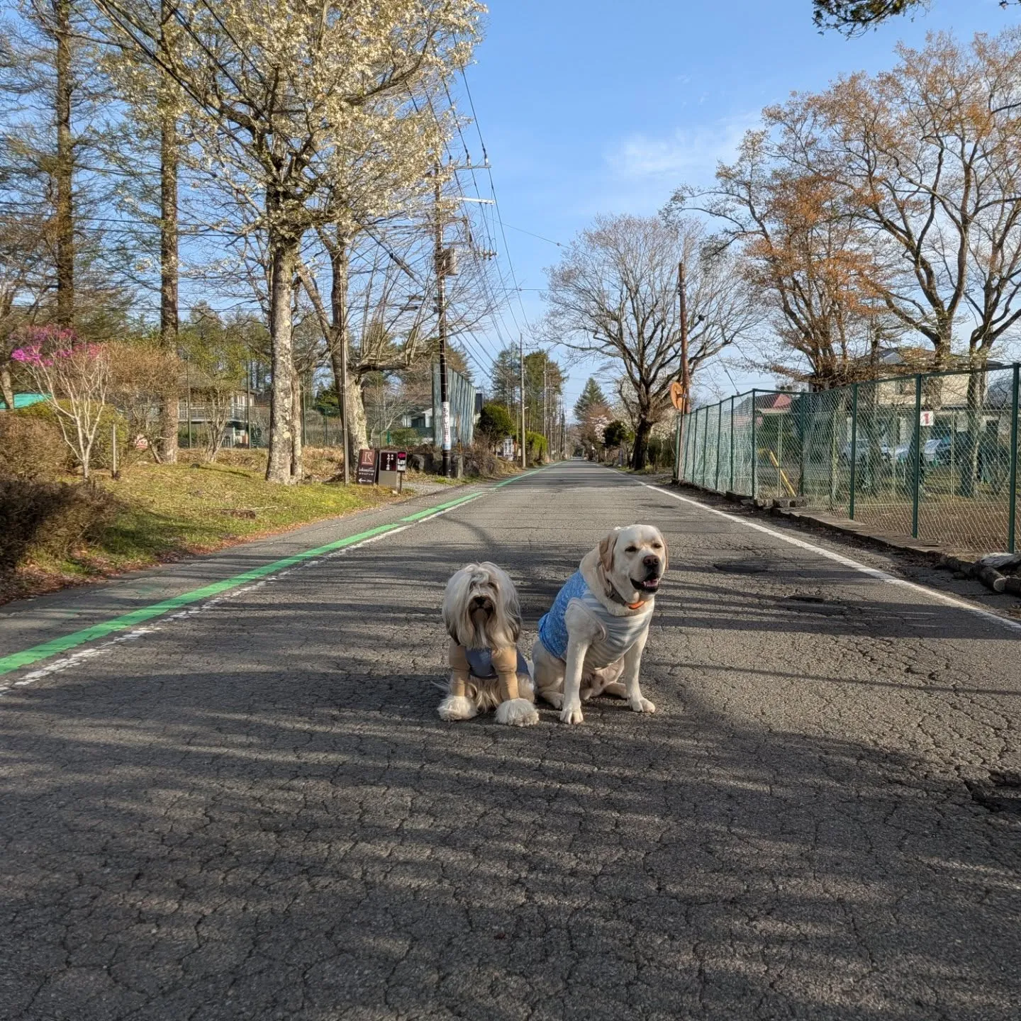 早朝お散歩へ🩷