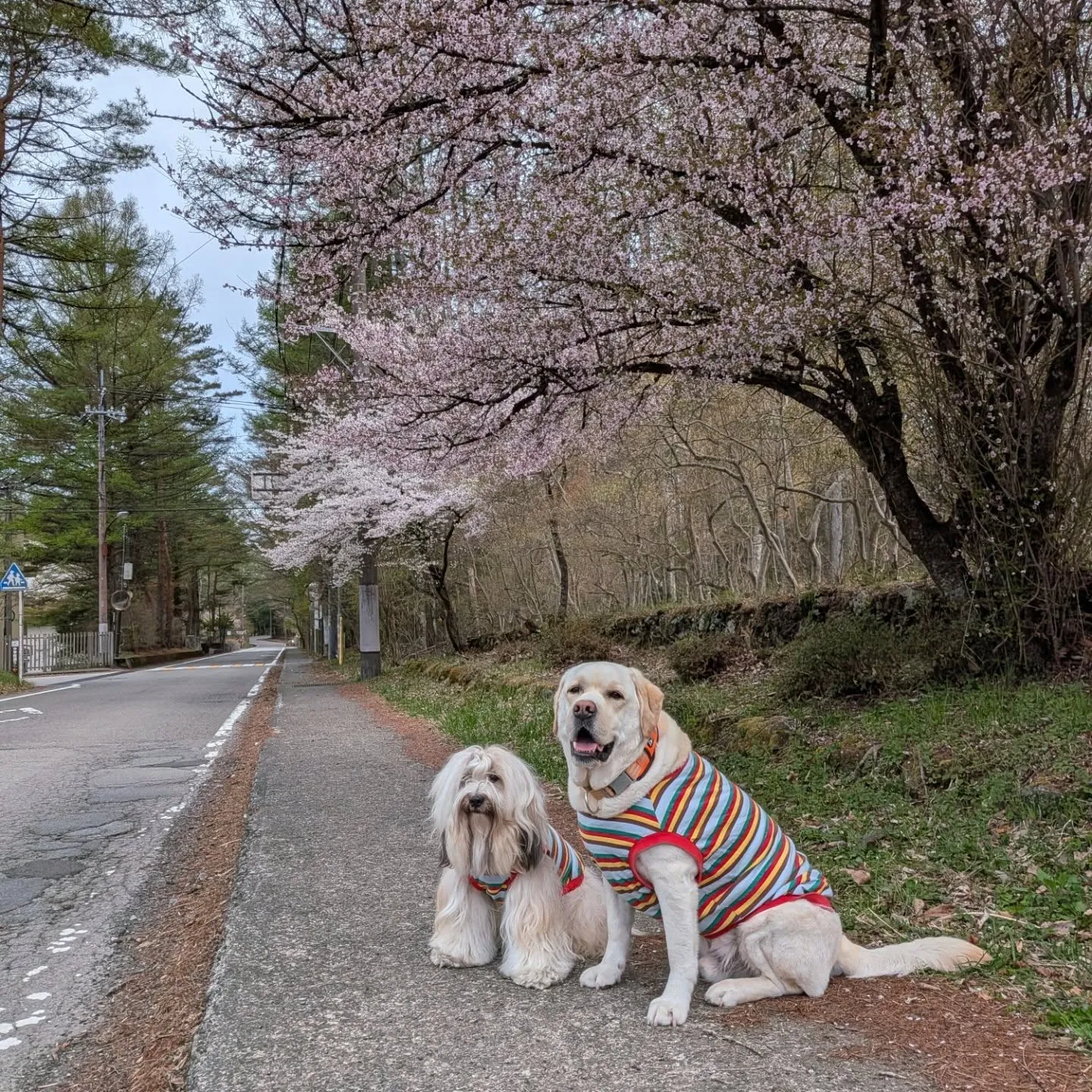 早朝お散歩へ🩷