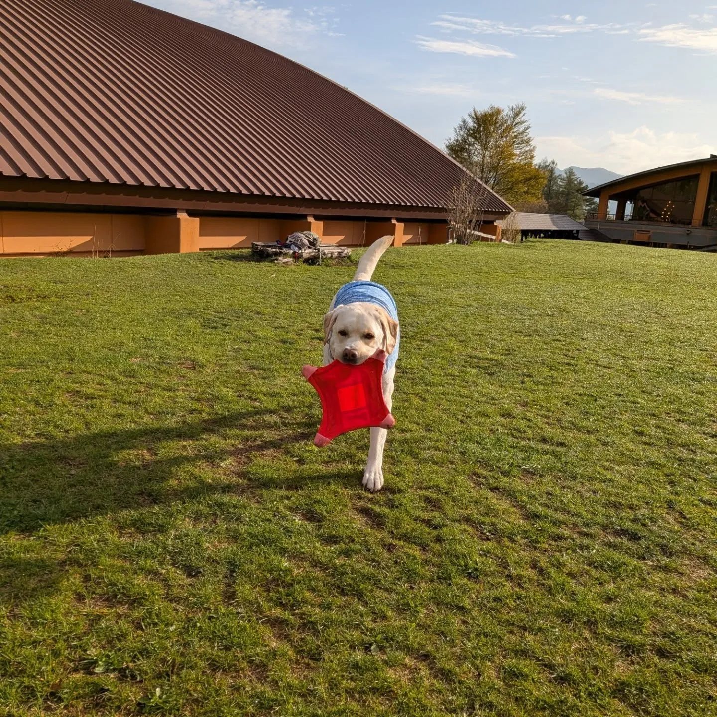 早朝お散歩へ🩷