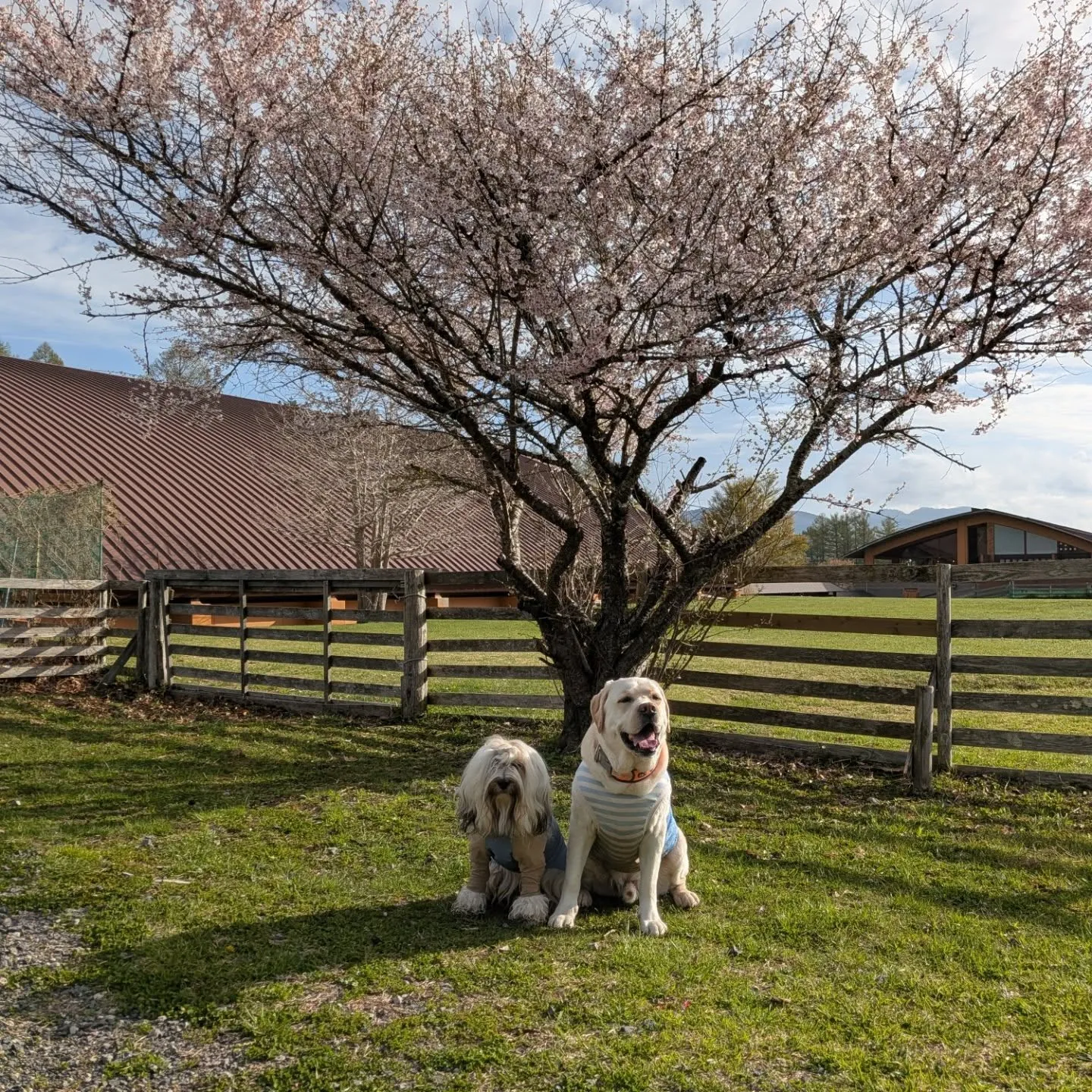 早朝お散歩へ🩷