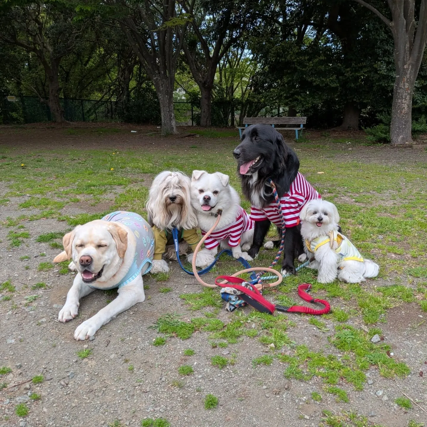 朝から元気に歩くわんこさん🩷