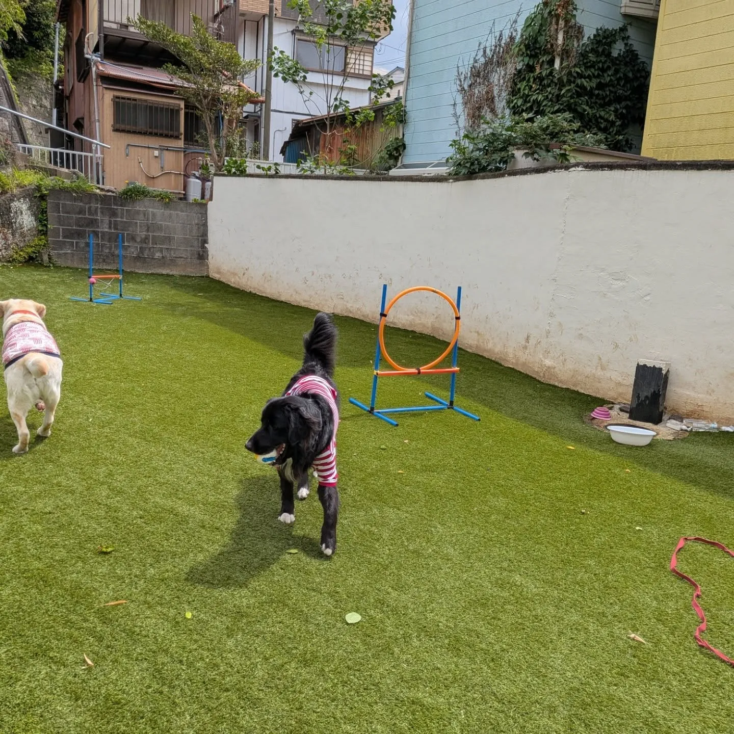 朝から元気に歩くわんこさん🩷