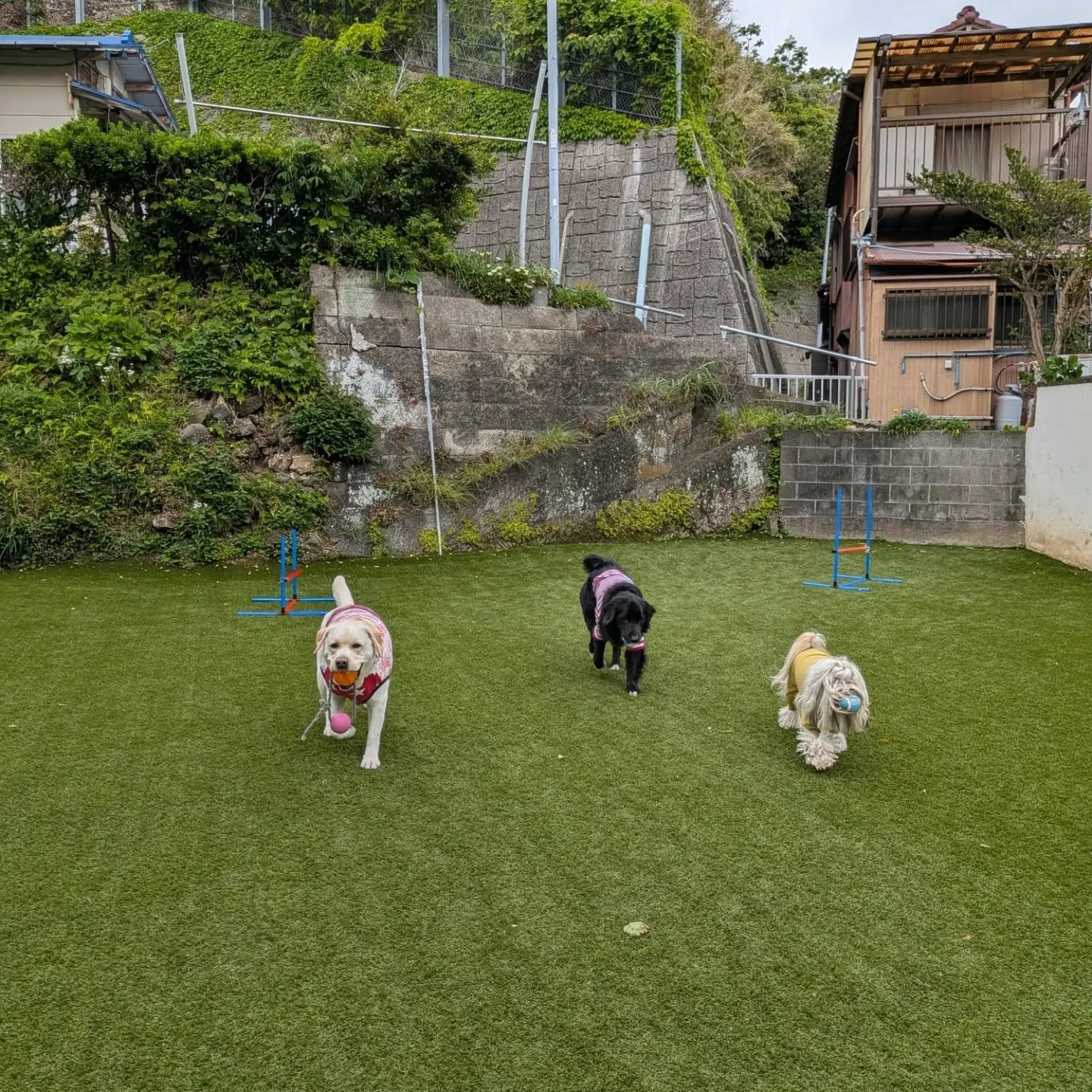 朝から元気に歩くわんこさん🩷