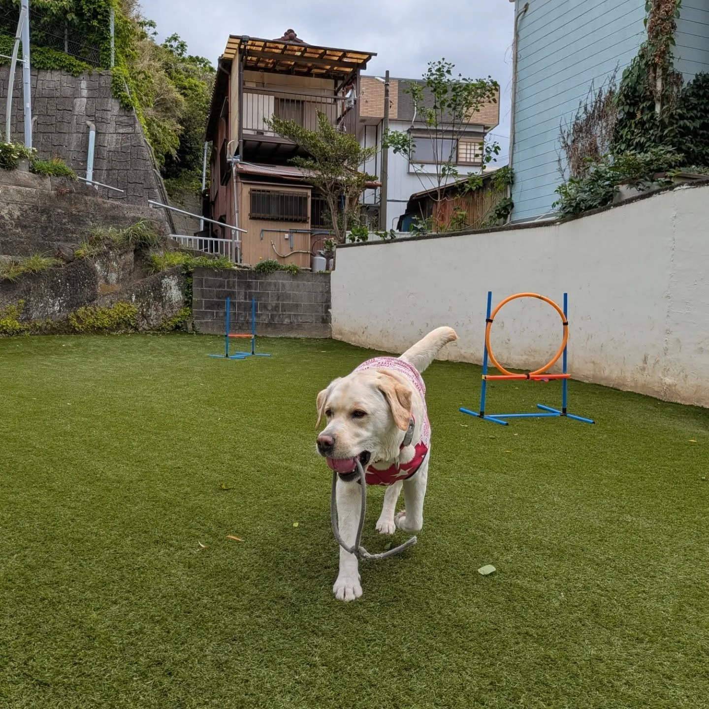 朝から元気に歩くわんこさん🩷