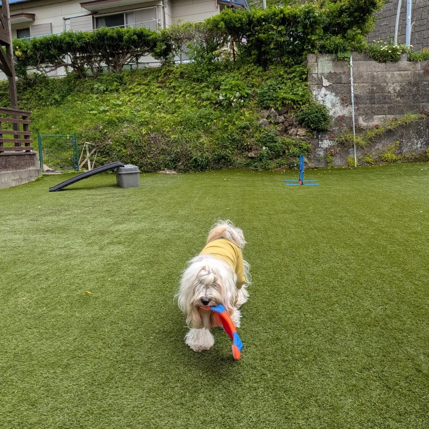朝から元気に歩くわんこさん🩷