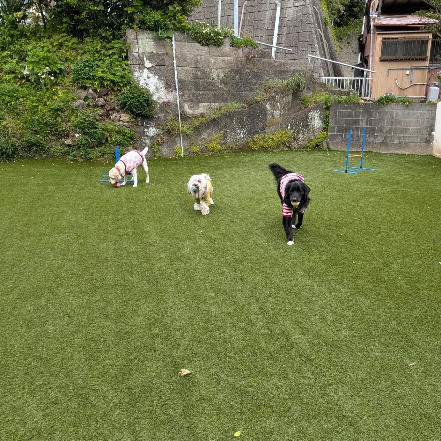 朝から元気に歩くわんこさん🩷