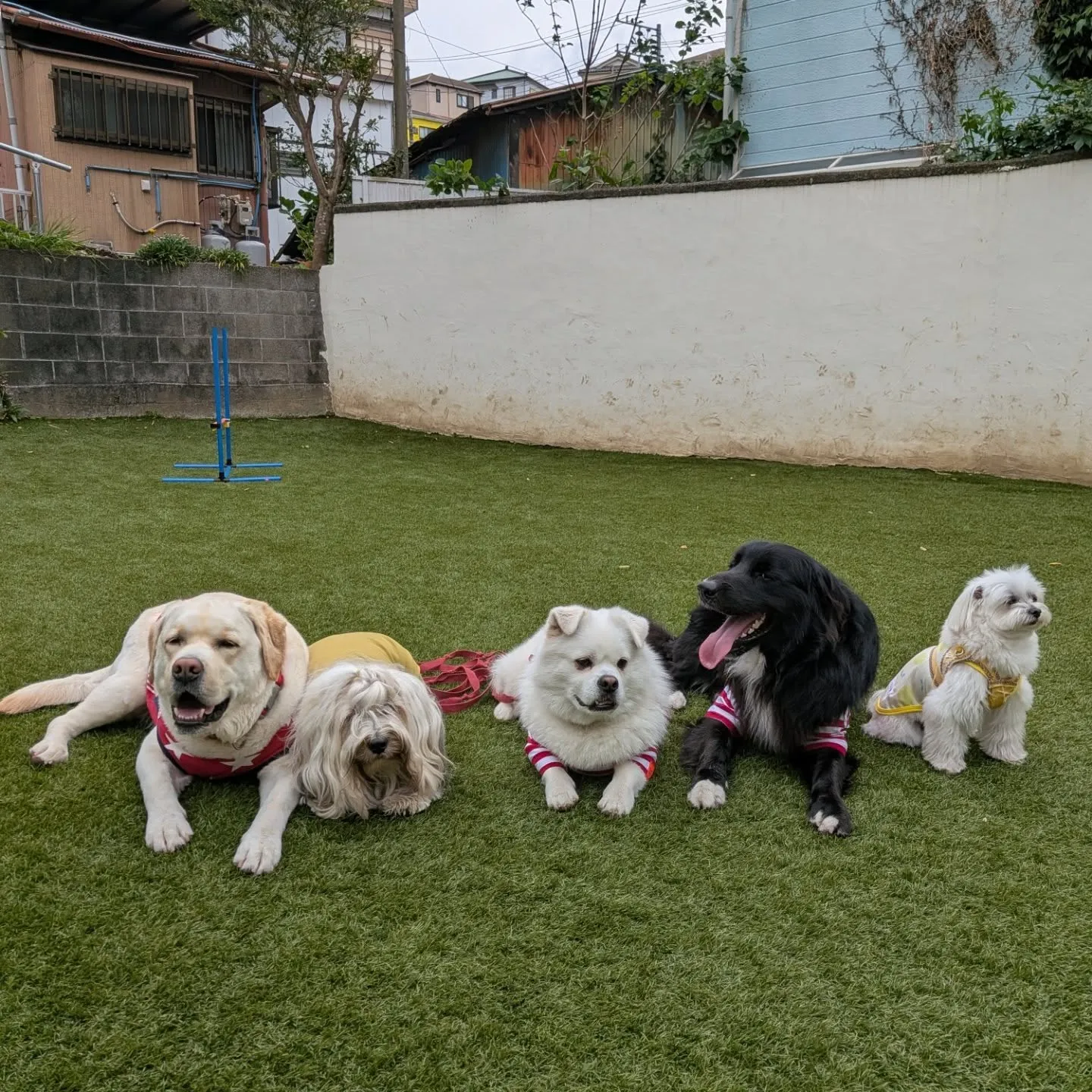 朝から元気に歩くわんこさん🩷