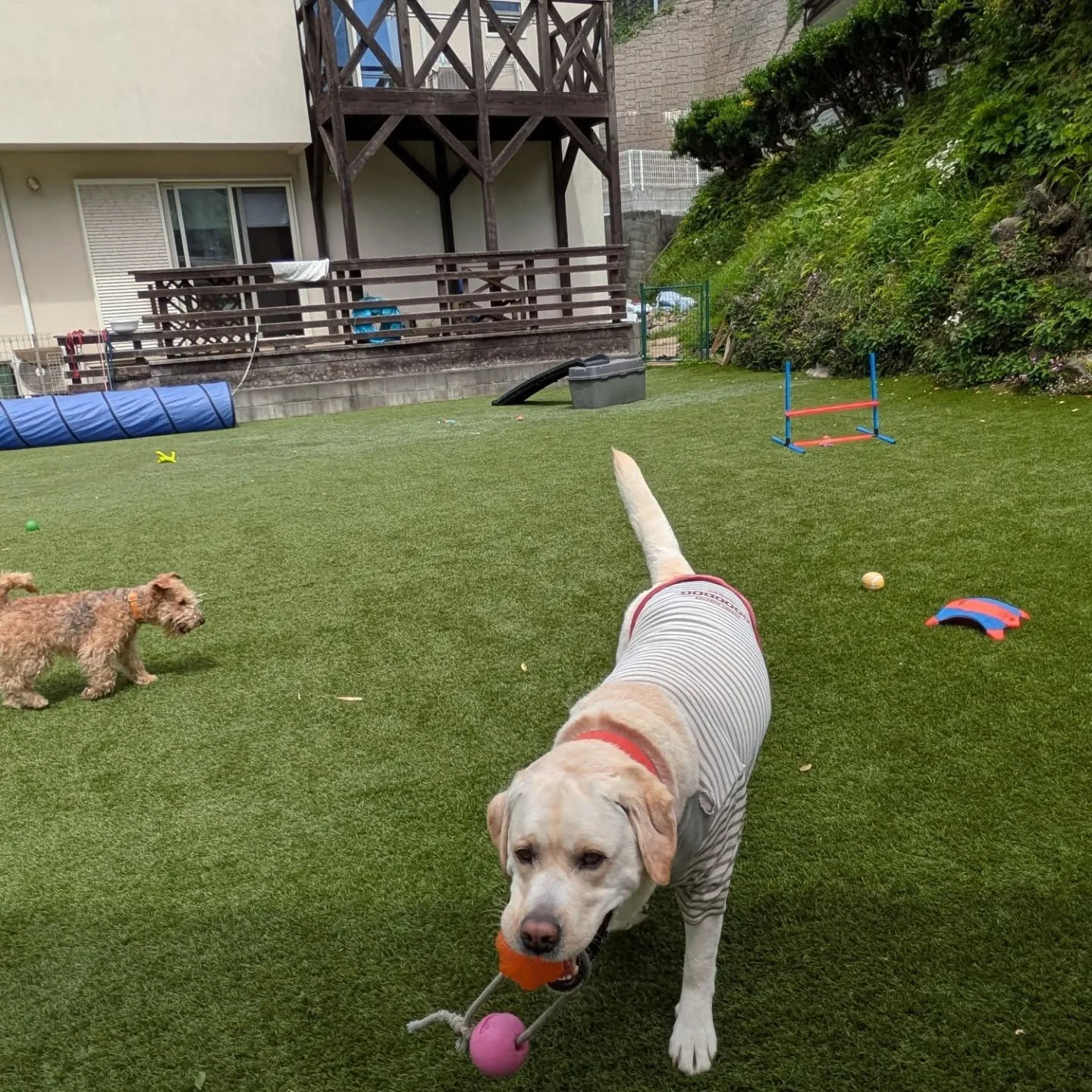 お天気が良くて暑いくらいになりました😅