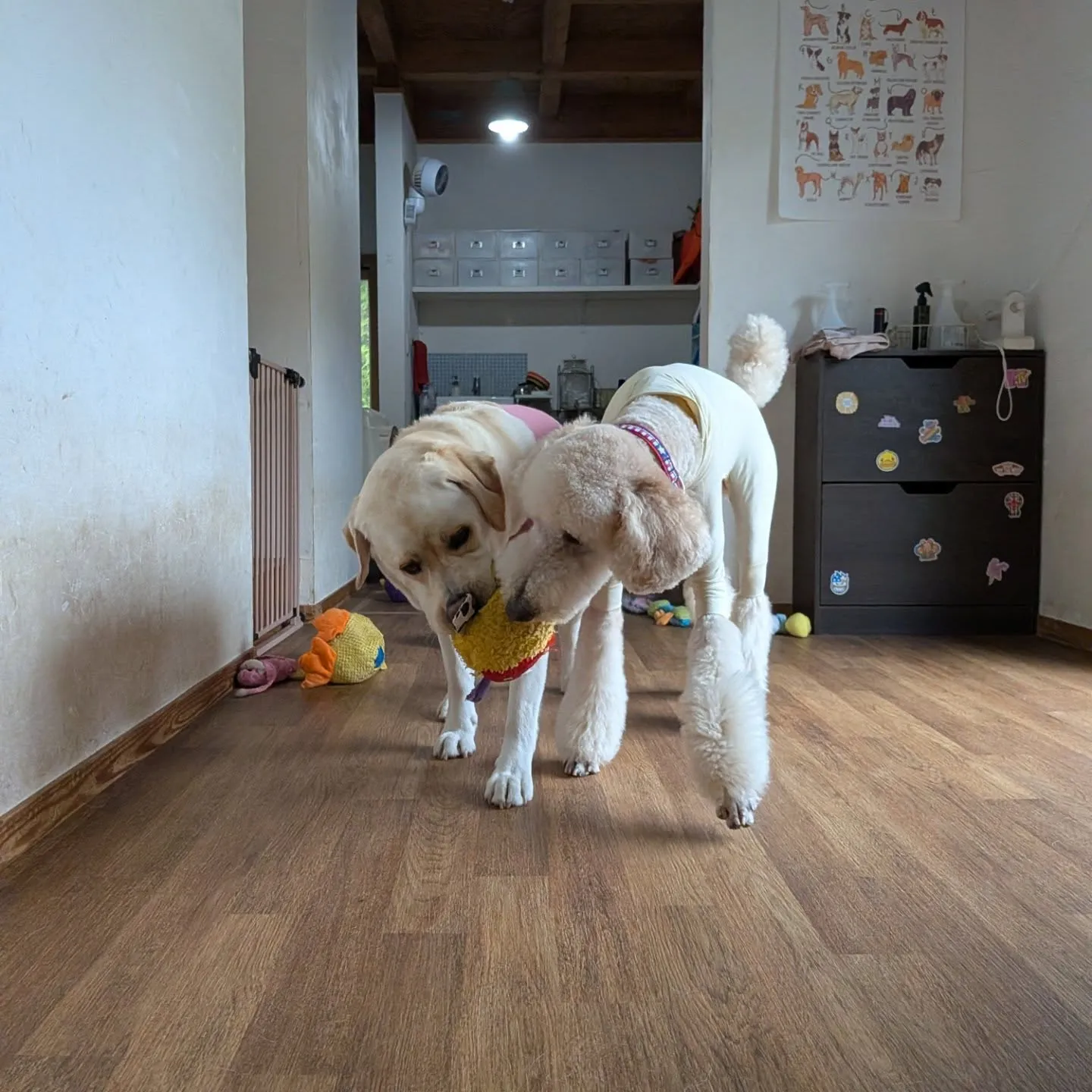 朝少しの間降ってなかったのでランで遊びました😄