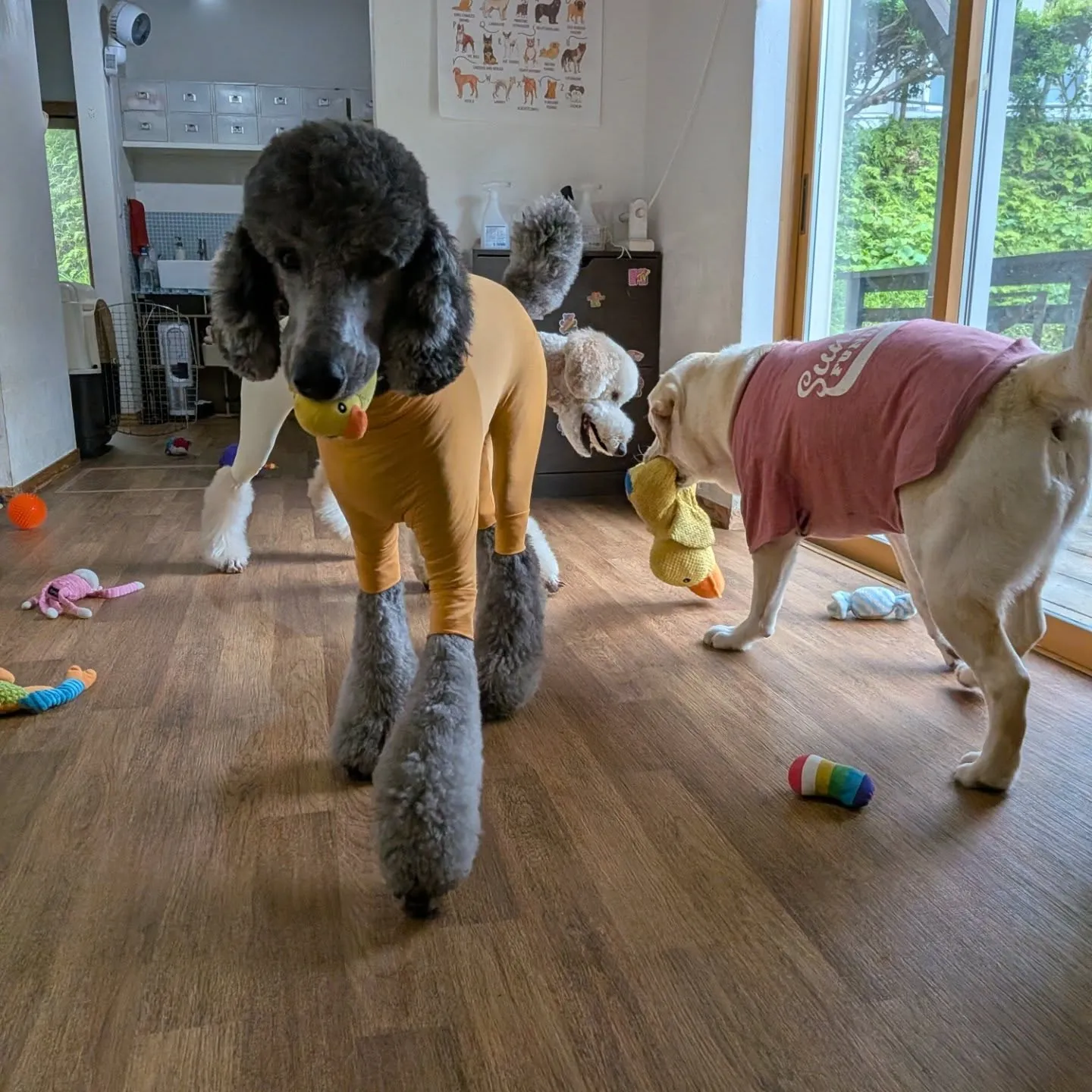 朝少しの間降ってなかったのでランで遊びました😄