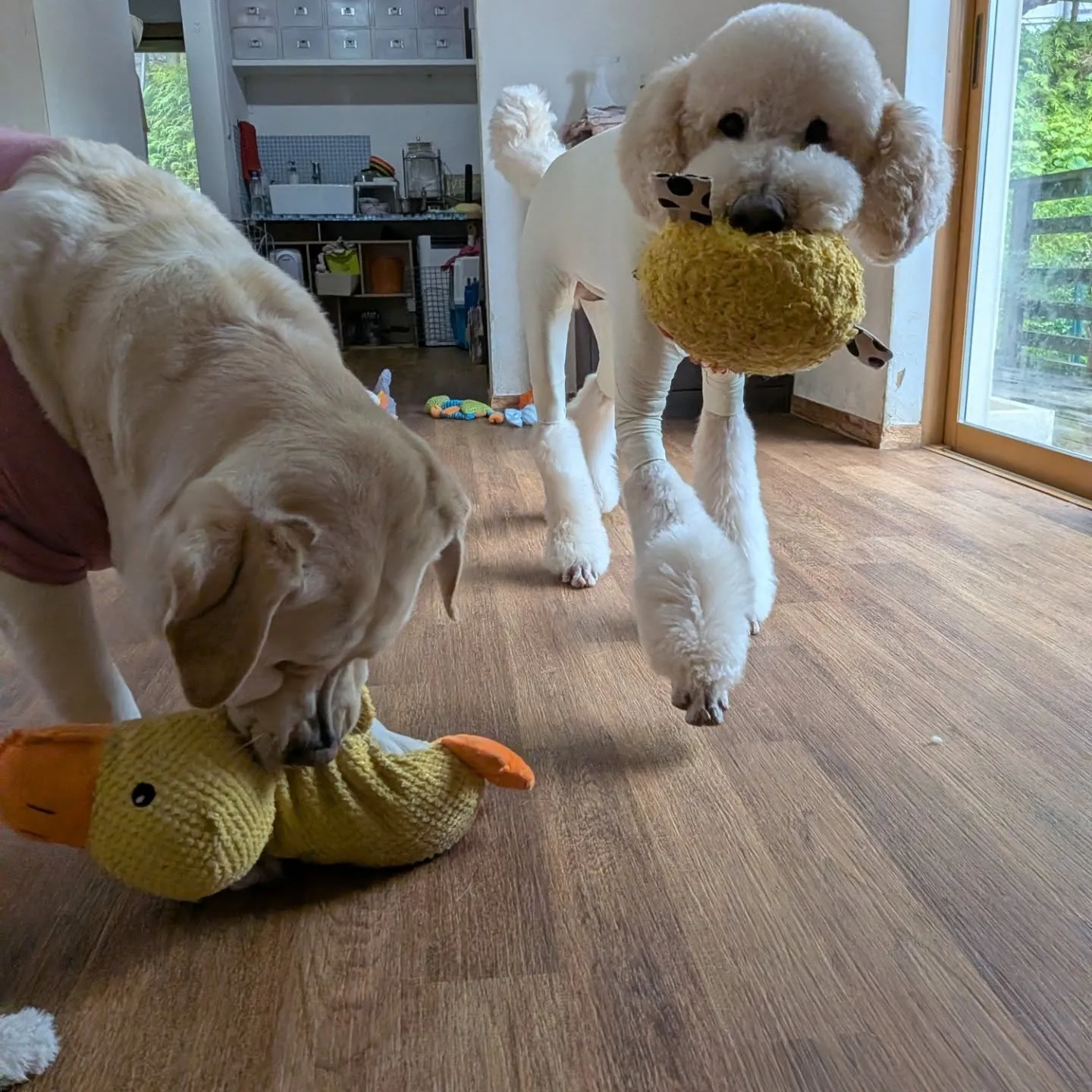 朝少しの間降ってなかったのでランで遊びました😄