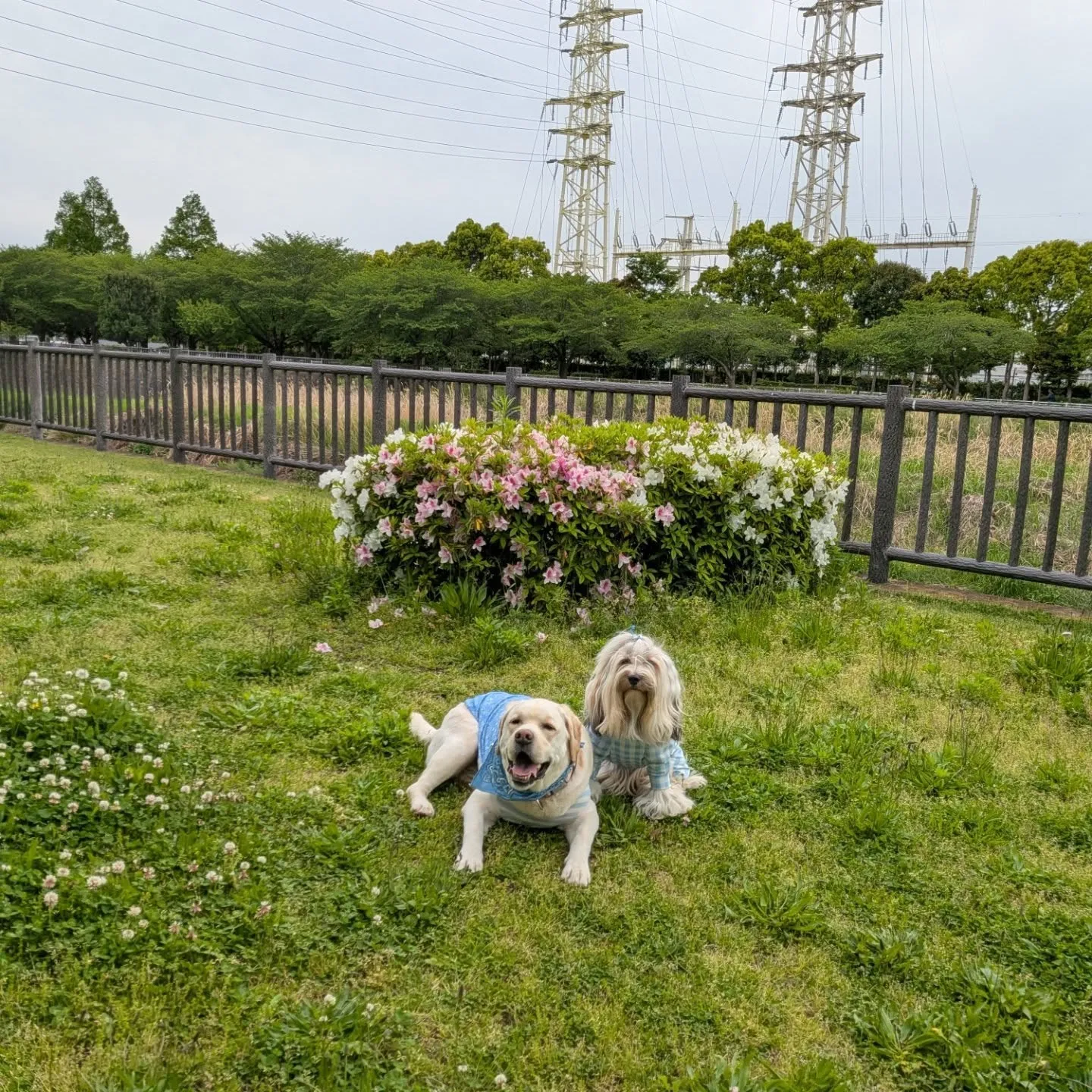 アジリティのレッスンの帰りに立ち寄った公園。