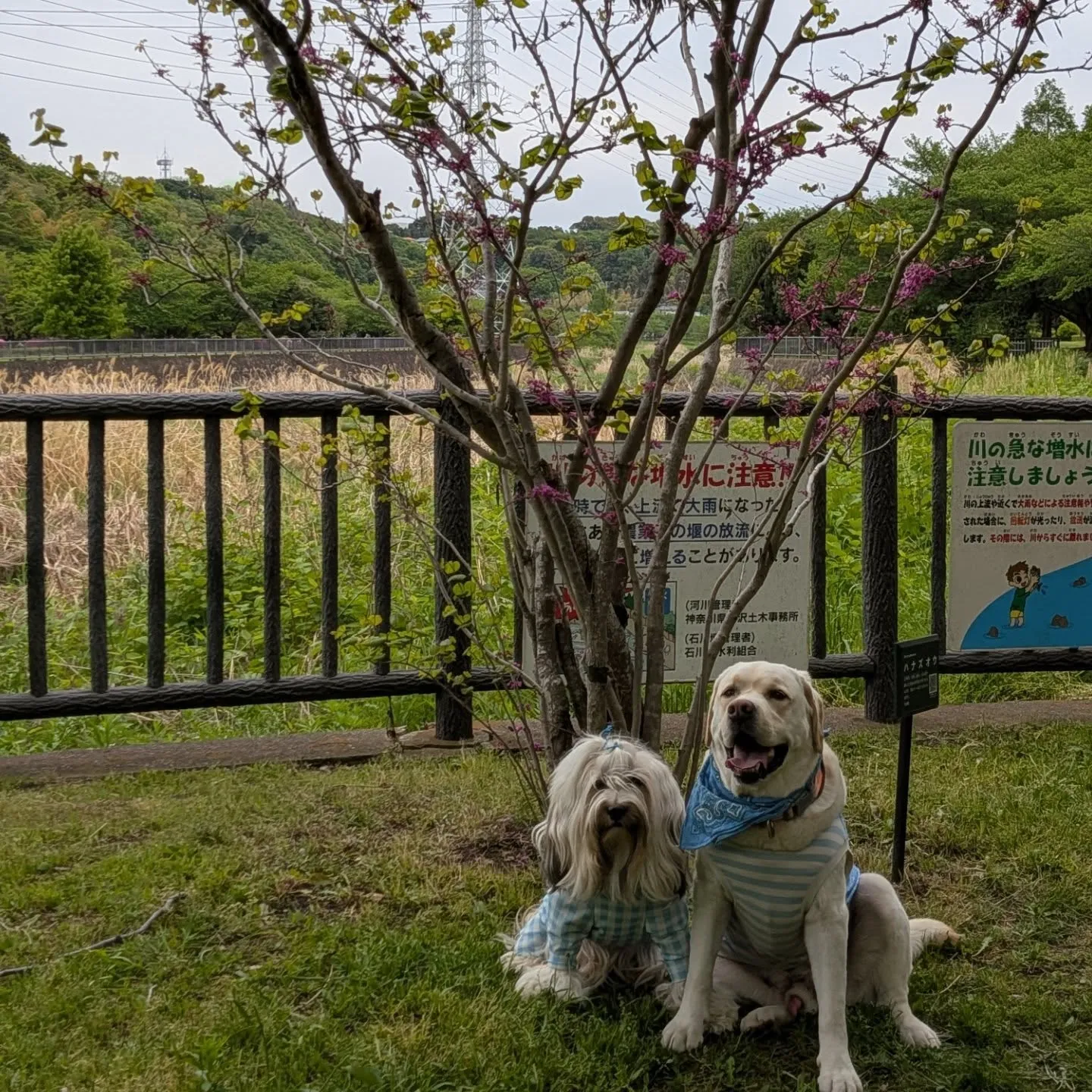 アジリティのレッスンの帰りに立ち寄った公園。