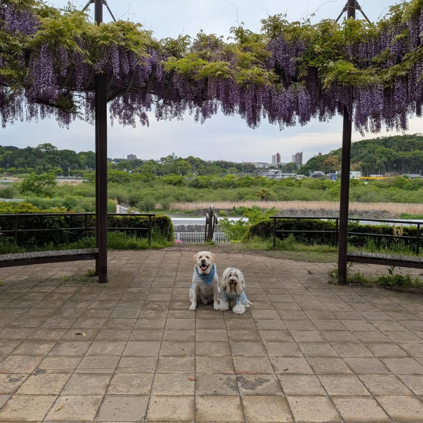 アジリティのレッスンの帰りに立ち寄った公園。