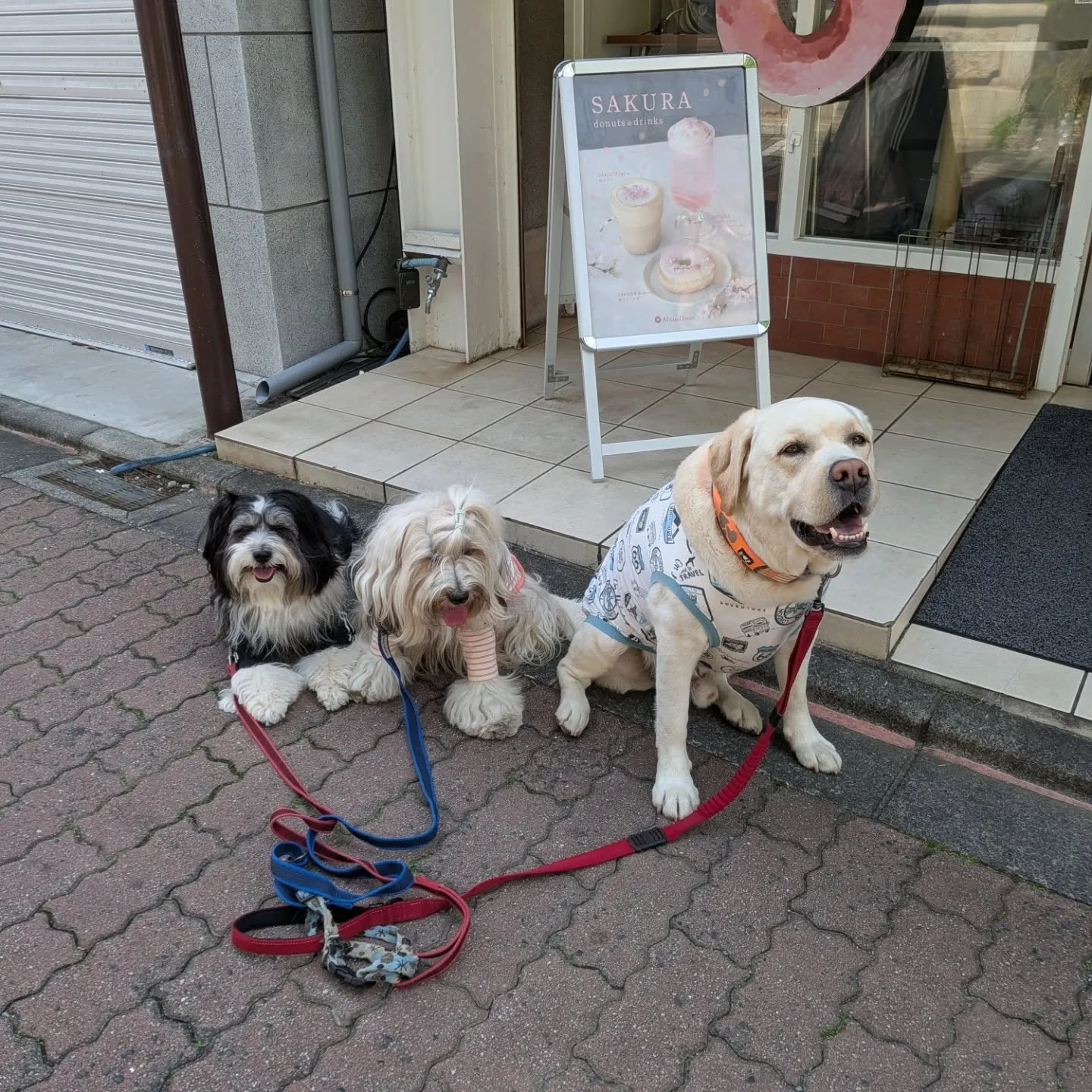 三崎までお散歩へ🎵