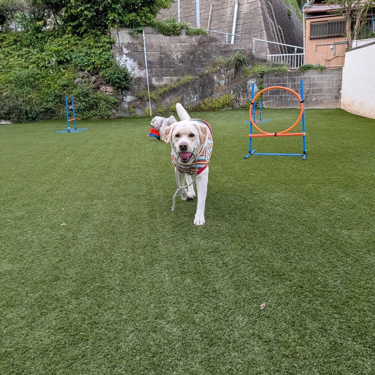 ソレイユから帰ってきてからも元気に遊ぶ2ぴき💓