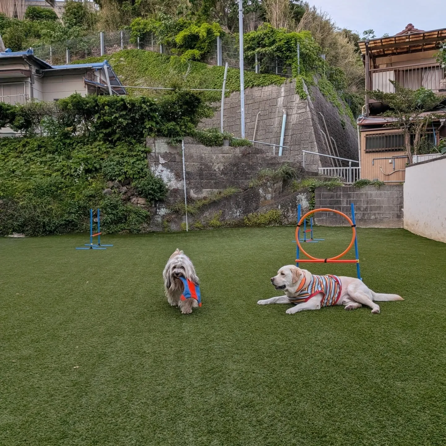 ソレイユから帰ってきてからも元気に遊ぶ2ぴき💓