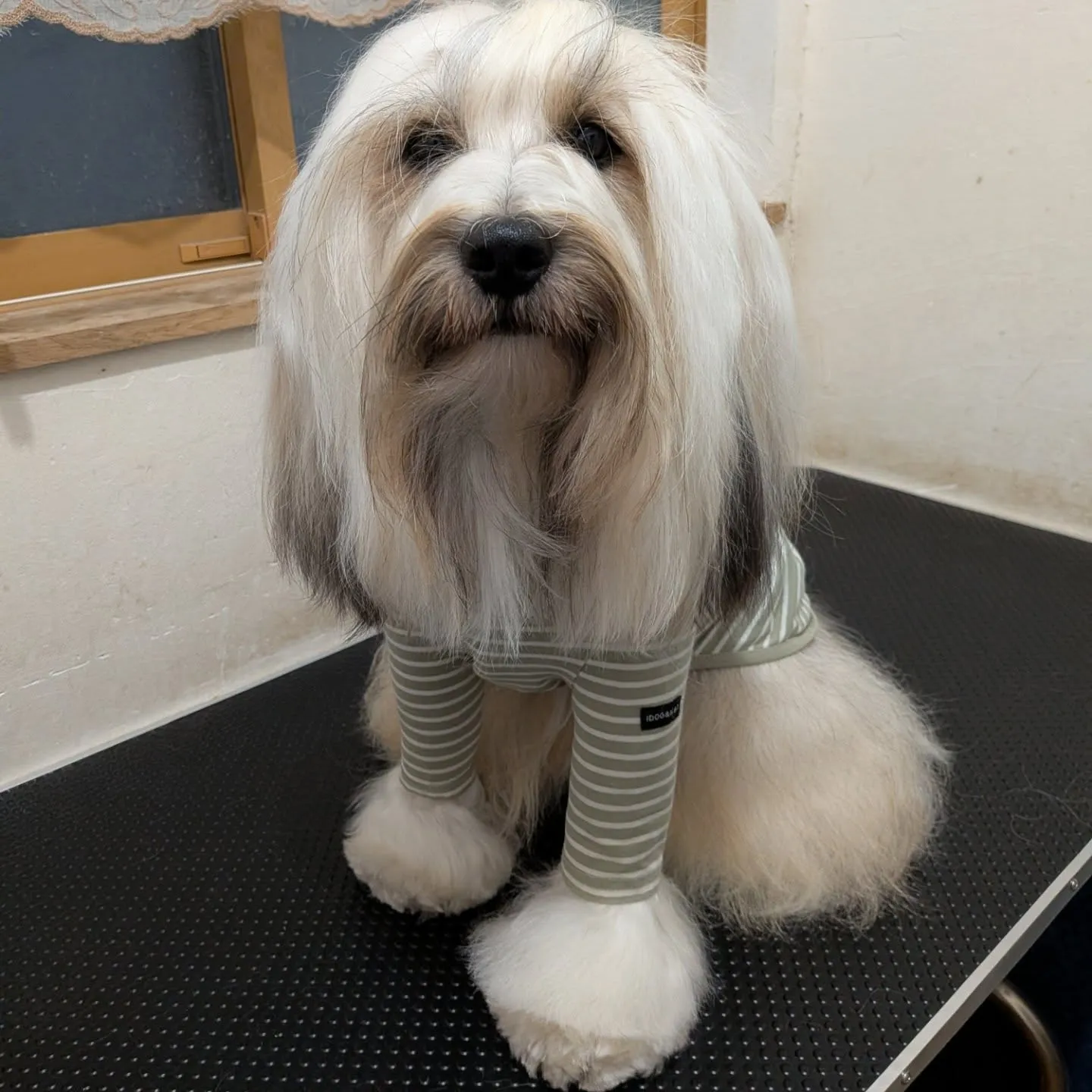 ロディ、シャンプーしました😊