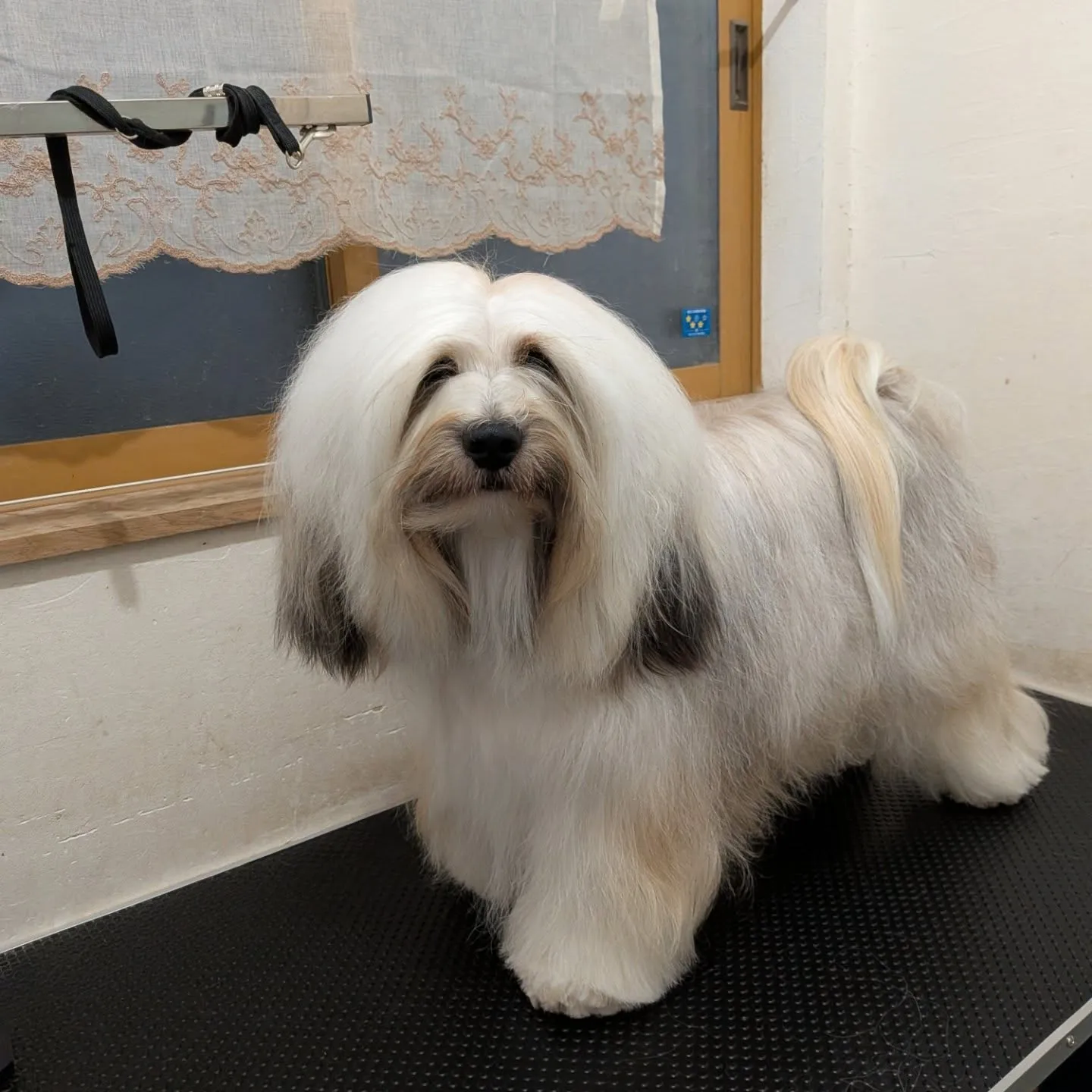 ロディ、シャンプーしました😊