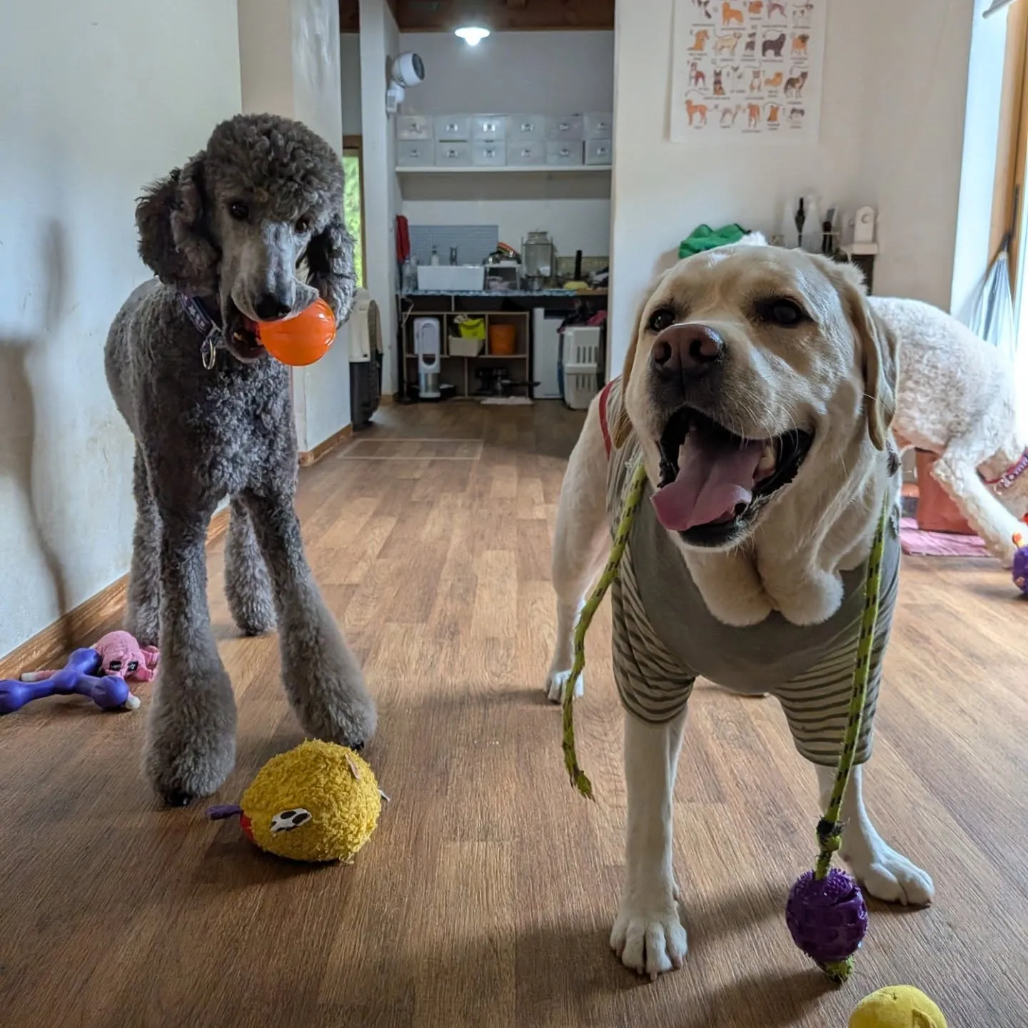 ざあざあ降りの雨になったのでお部屋で遊ぶわんこさん💓