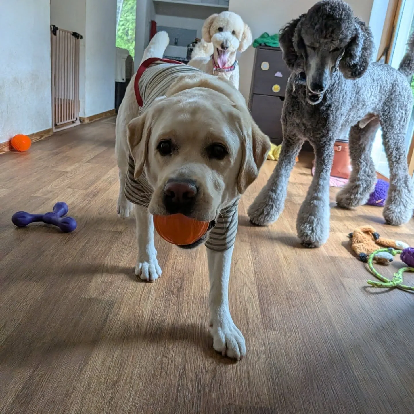 ざあざあ降りの雨になったのでお部屋で遊ぶわんこさん💓